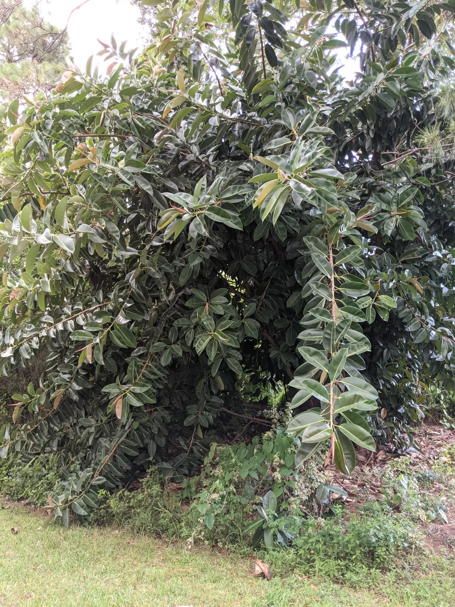 Rubber Plant, Rubber Tree (Ficus Elastica) — commonly called the Rubber Plant; tolerant of low-light conditions, it prefers well-draining soil and, image 53