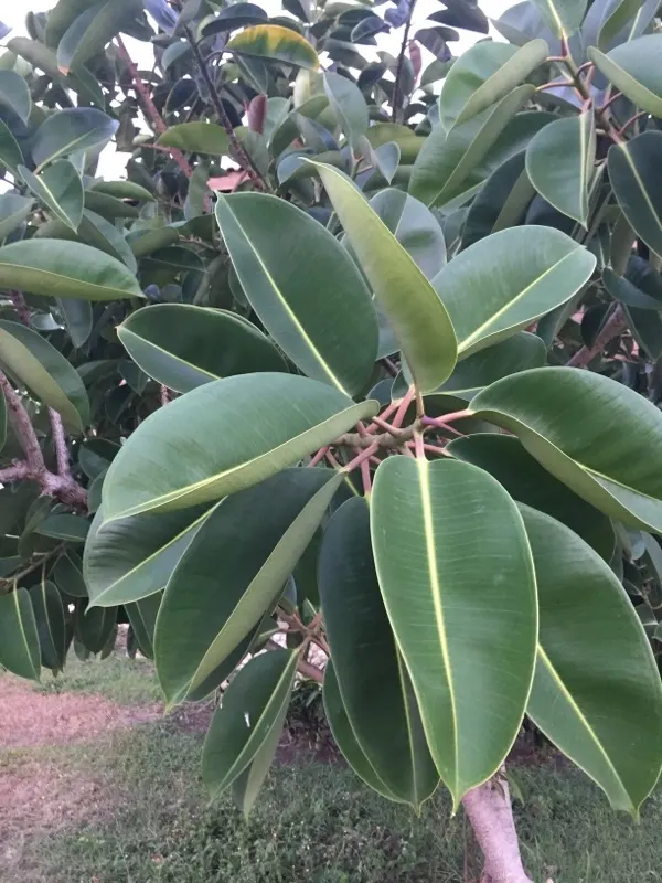 Rubber Plant, Rubber Tree (Ficus Elastica) — Direct, intense sun may scorch the leaves, while too little light can stunt growth; this member of the Moraceae