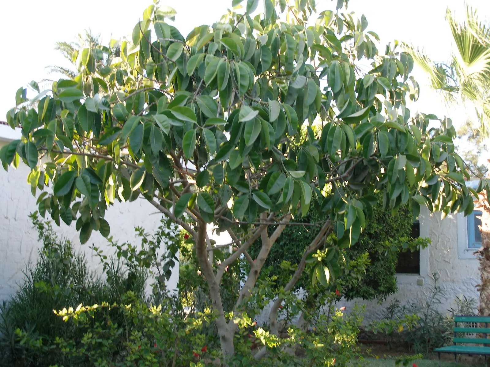 Rubber Plant, Rubber Tree (Ficus Elastica) — it serves as an excellent focal point or a natural screen in garden settings.<br><br>In outdoor landscapes