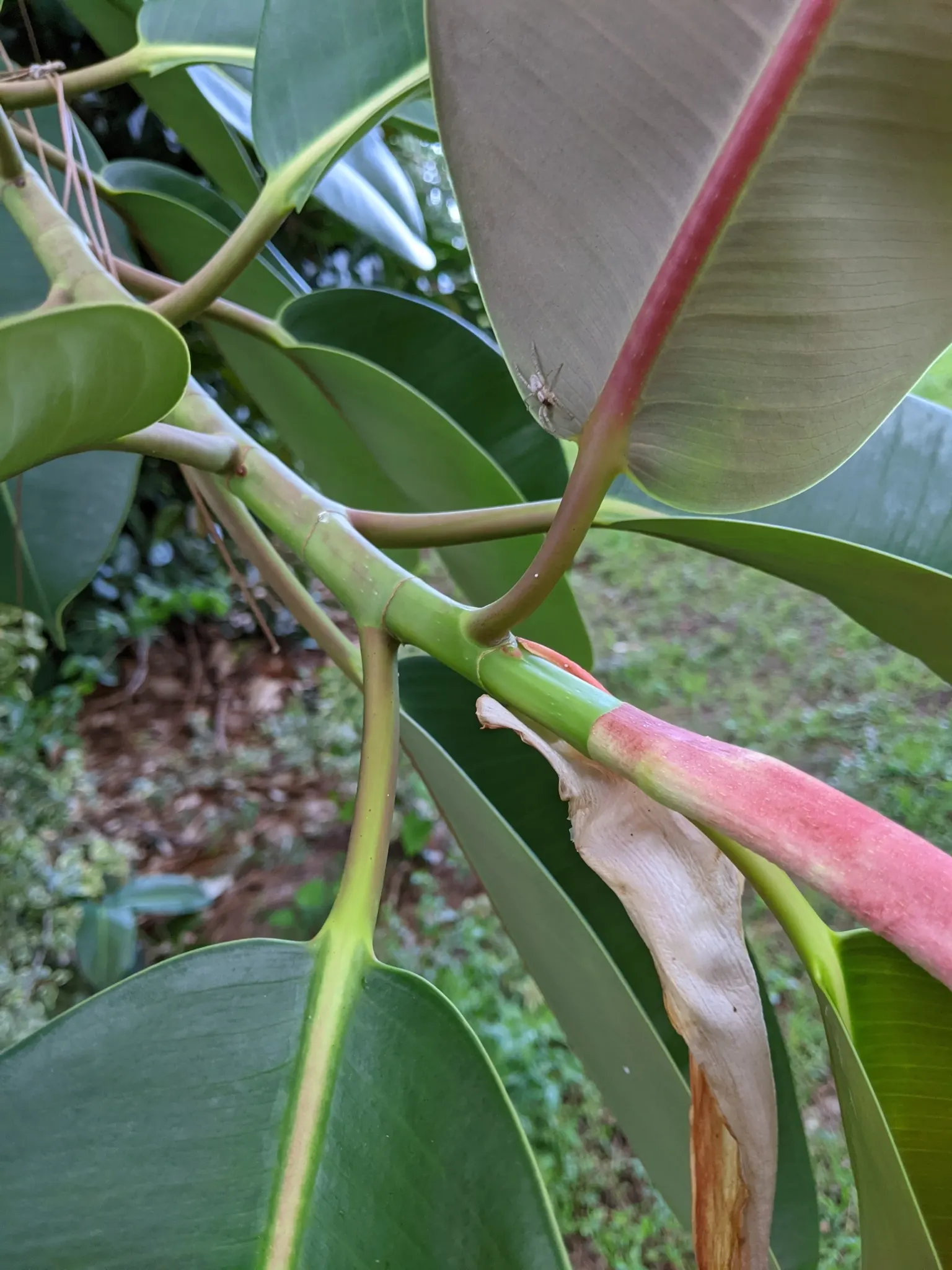 Rubber Plant, Rubber Tree (Ficus Elastica) — With time, it can reach heights of 25-30 feet outdoors; in landscapes, it serves as a striking specimen plant or