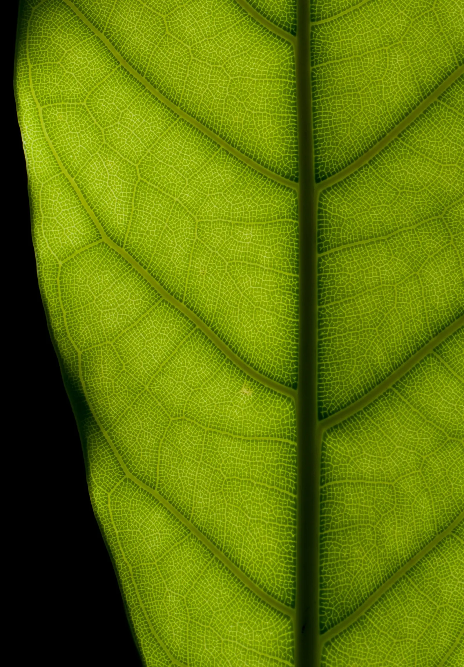 Rubber Plant, Rubber Tree (Ficus Elastica) — Ficus elastica prefers indirect sunlight to partial shade; which can grow up to 12 inches long