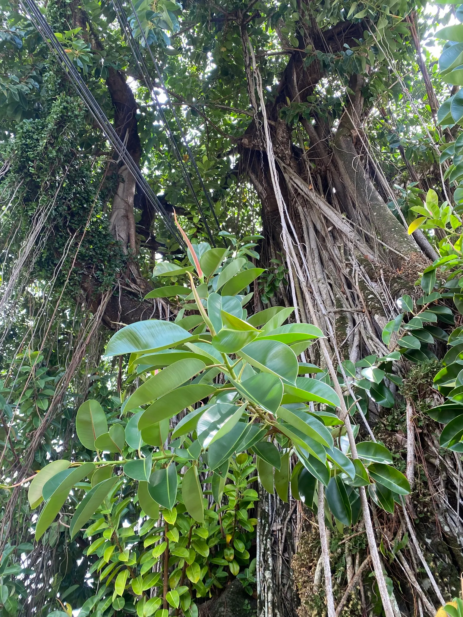 Rubber Plant, Rubber Tree (Ficus Elastica) — so placement should be considered with care