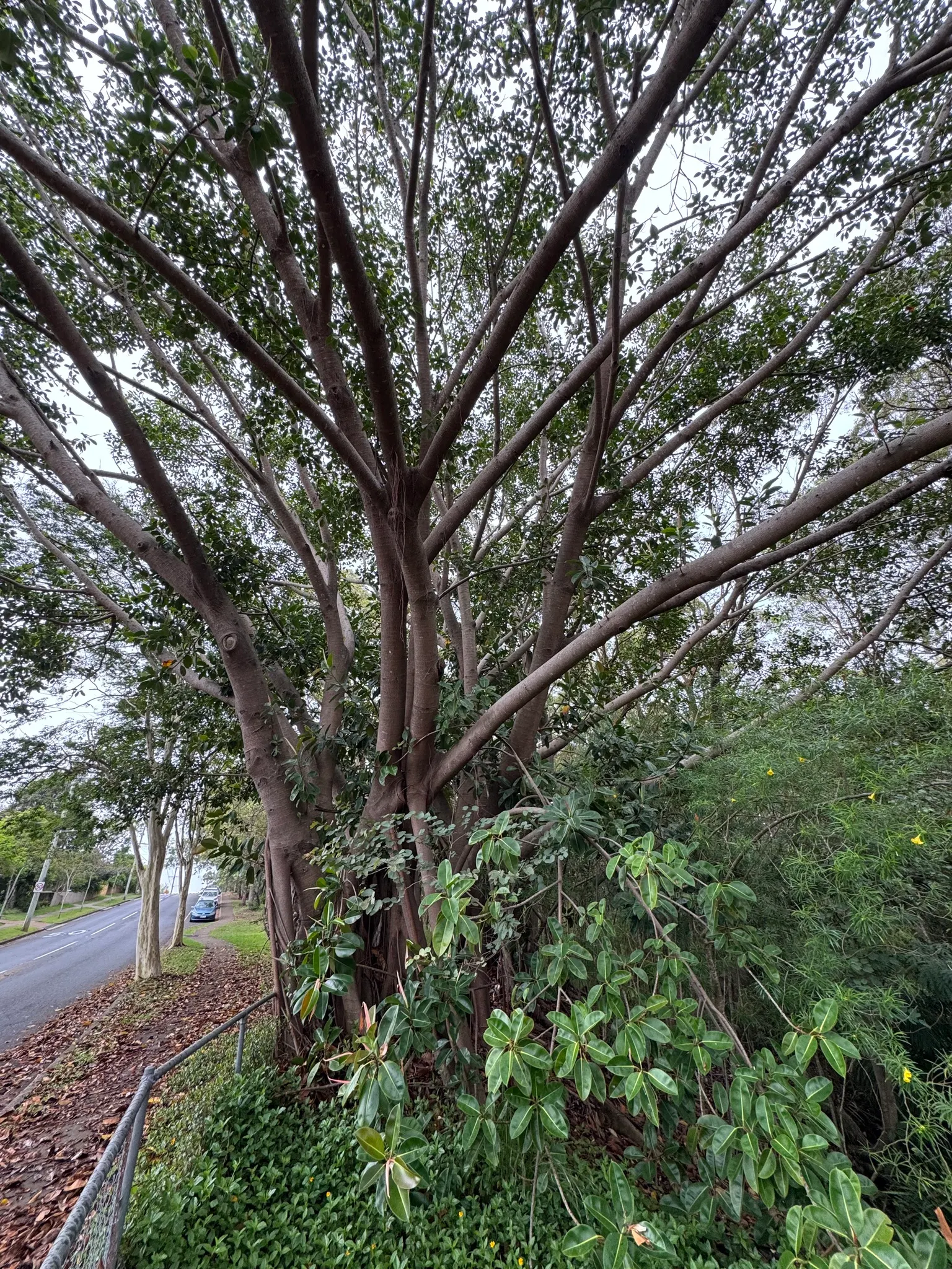 Rubber Plant, Rubber Tree (Ficus Elastica) — In landscapes, it serves as a striking specimen plant or privacy screen