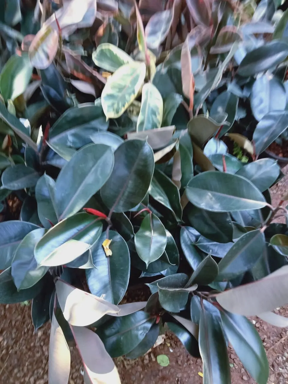 Rubber Plant, Rubber Tree (Ficus Elastica) — When including the Rubber Plant in a design