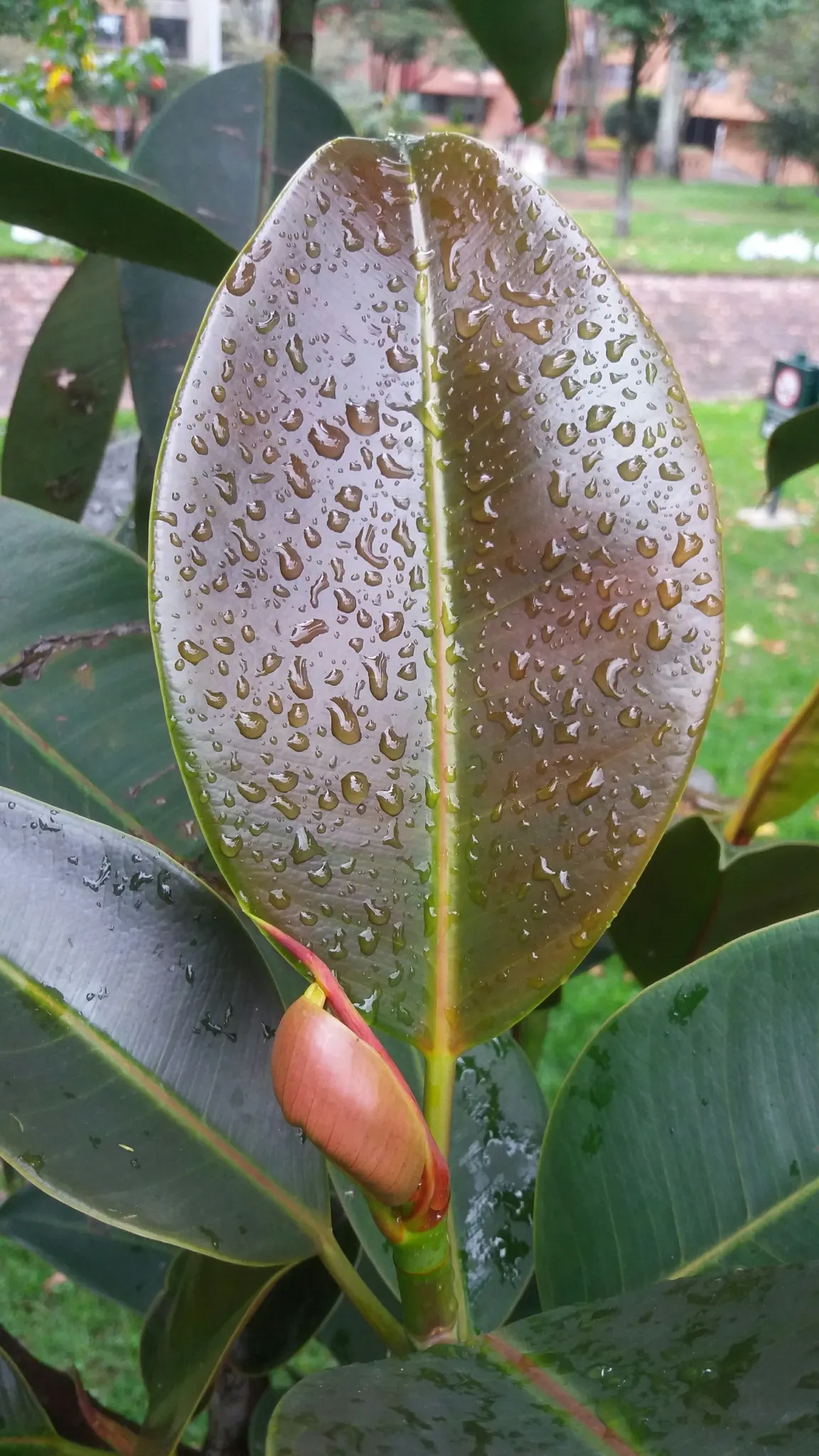 Rubber Plant, Rubber Tree (Ficus Elastica) — Originating from Southeast Asia