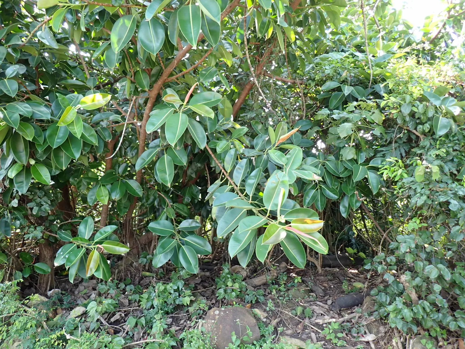 Rubber Plant, Rubber Tree (Ficus Elastica) — This plant requires well-draining soil and enjoys consistent moisture