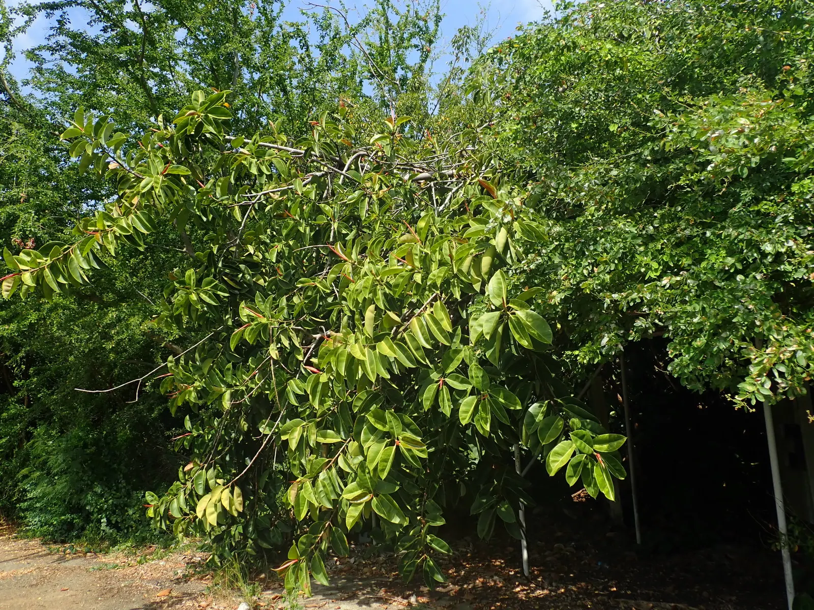 Rubber Plant, Rubber Tree (Ficus Elastica) — is a robust evergreen tree known for its glossy