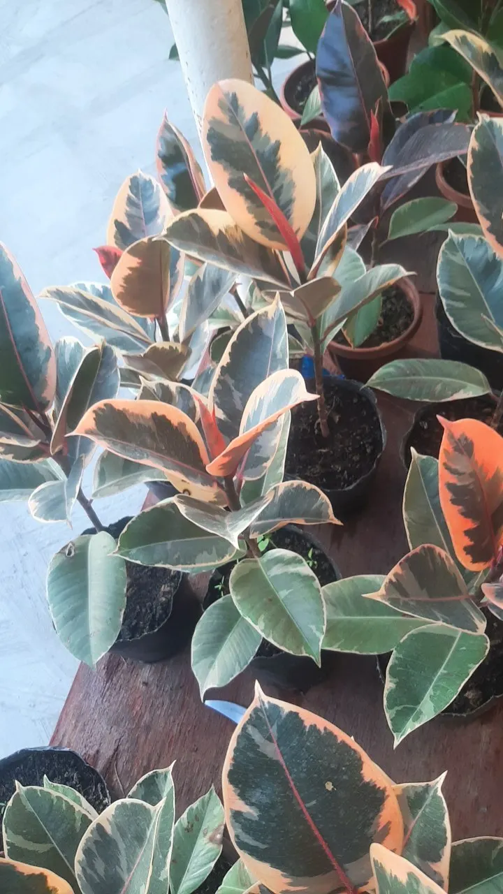 Rubber Plant, Rubber Tree (Ficus Elastica) — and less frequent watering during winter; ficus elastica prefers indirect sunlight to partial shade