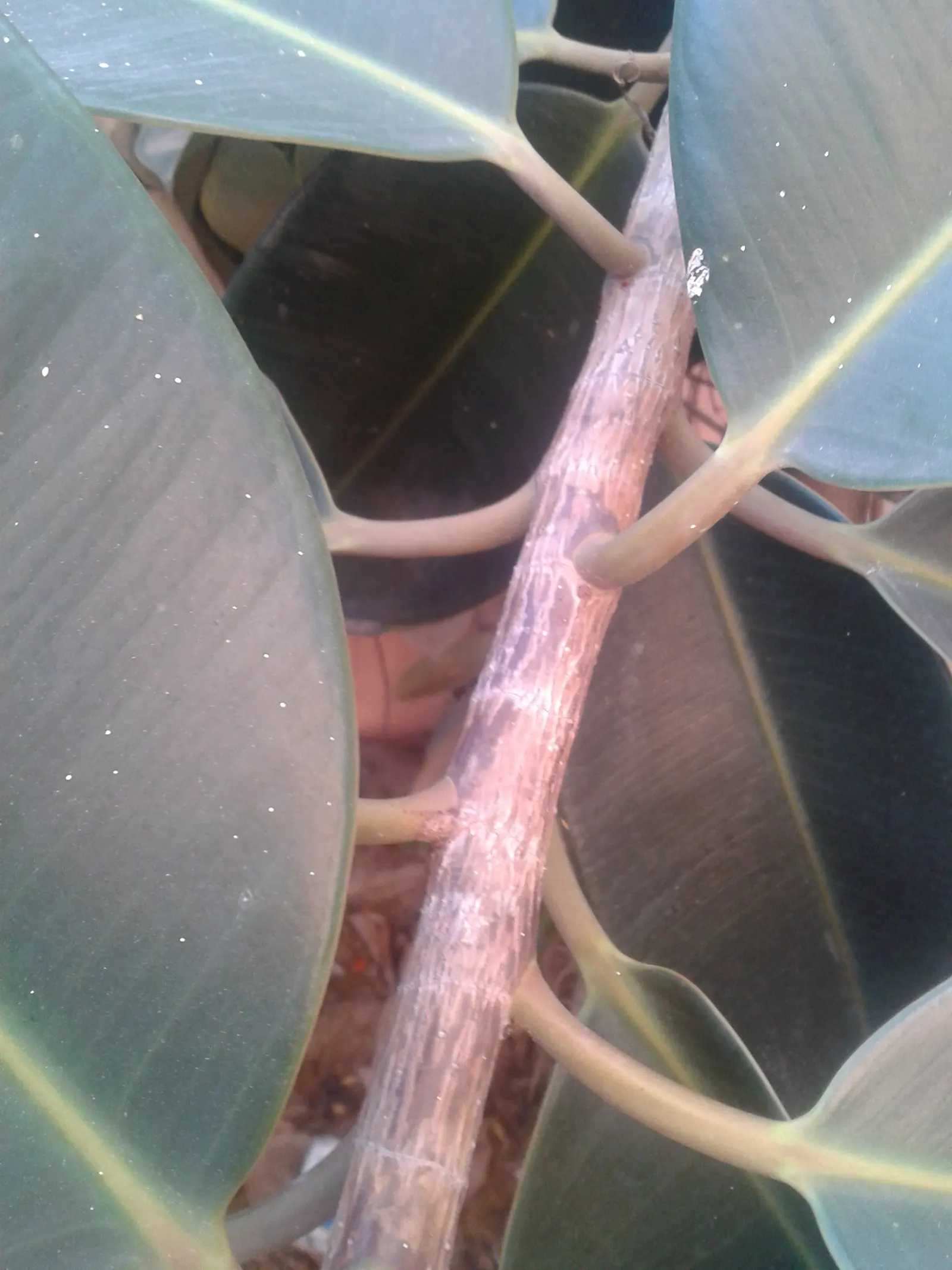 Rubber Plant, Rubber Tree (Ficus Elastica) — Tolerant of low-light conditions, it prefers well-draining soil and moderate moisture; especially in households