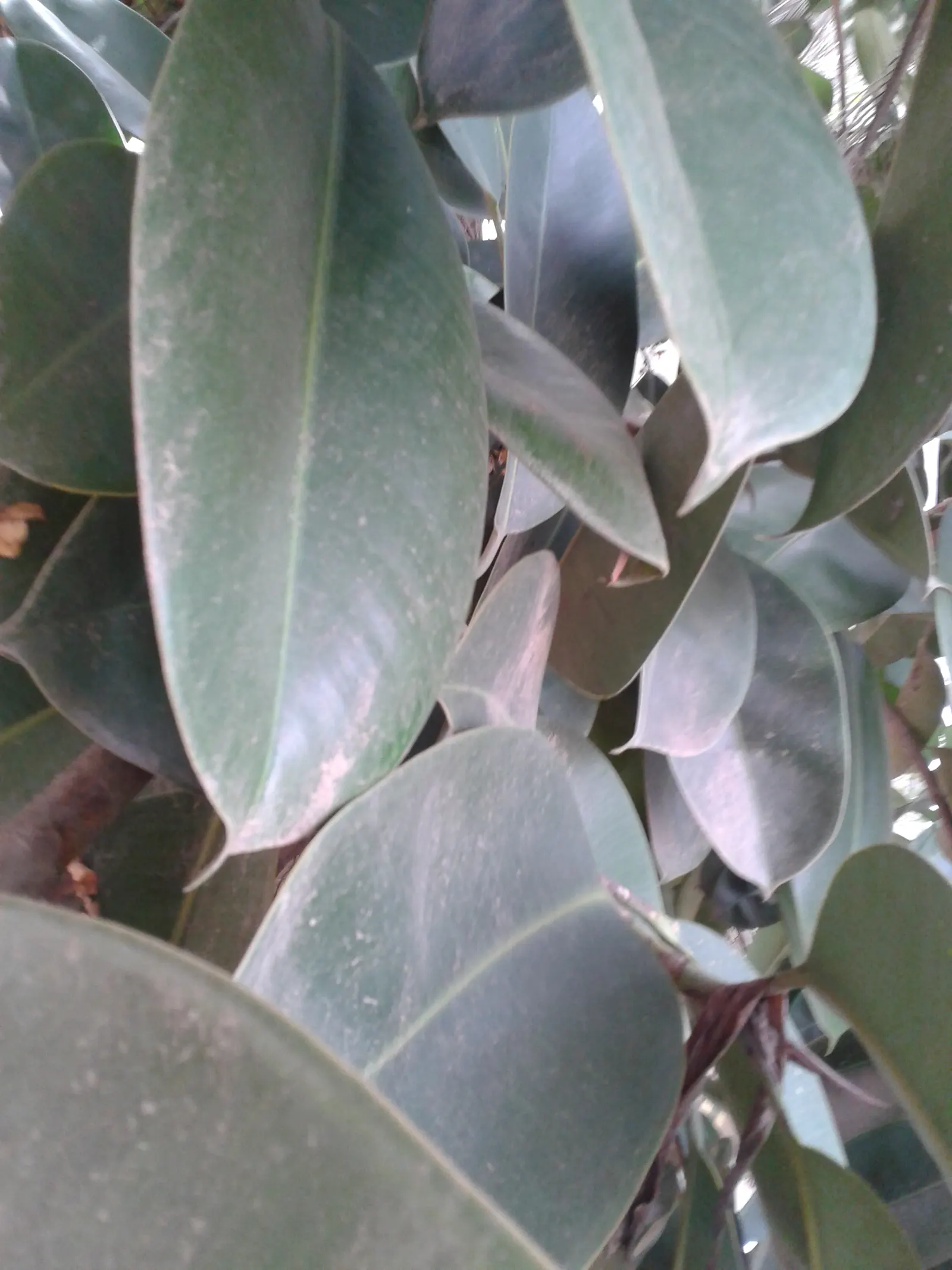 Rubber Plant, Rubber Tree (Ficus Elastica) — Originating from Southeast Asia; scientifically known as Ficus elastica