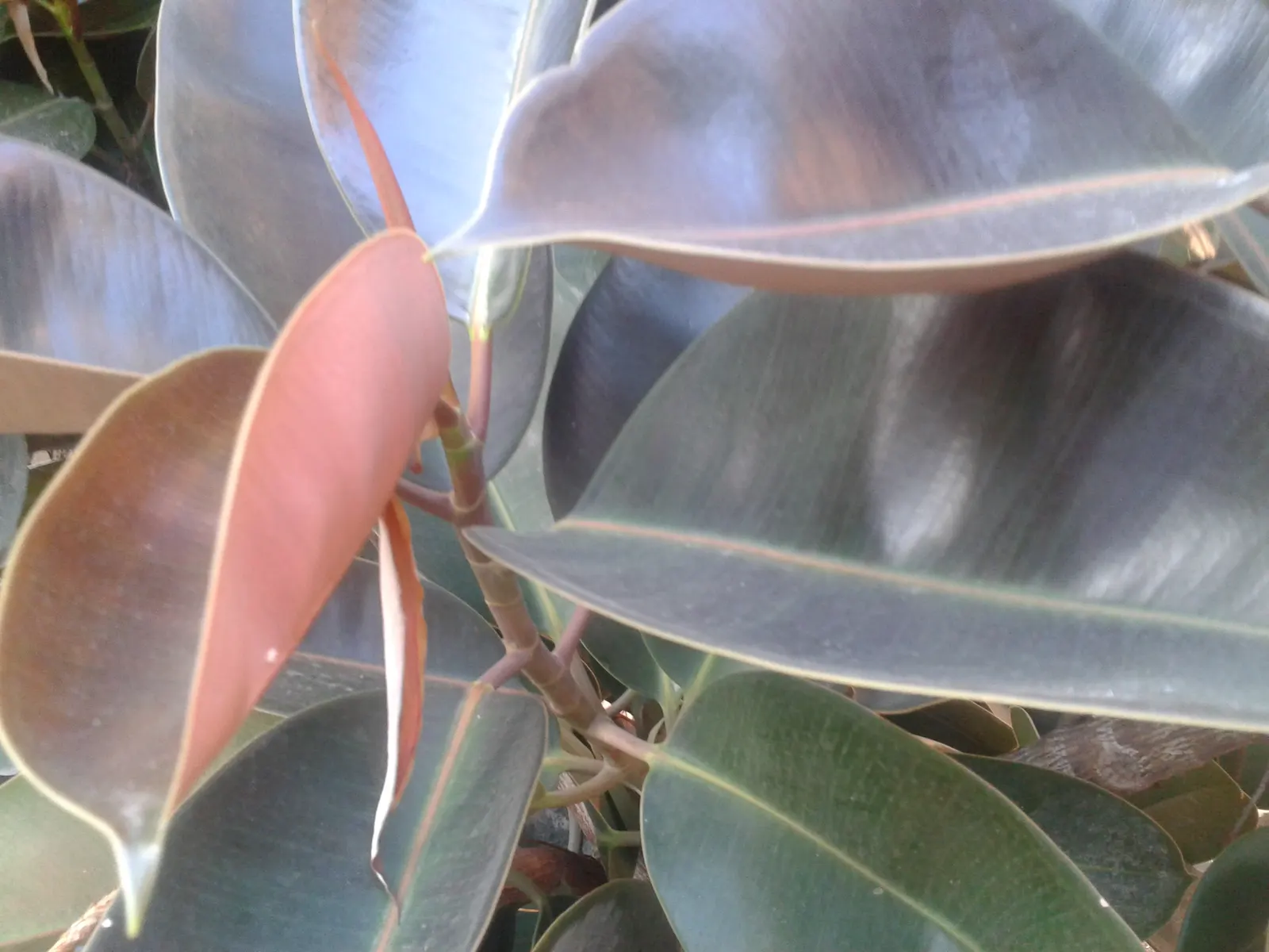 Rubber Plant, Rubber Tree (Ficus Elastica) — making it an excellent choice for adding a lush