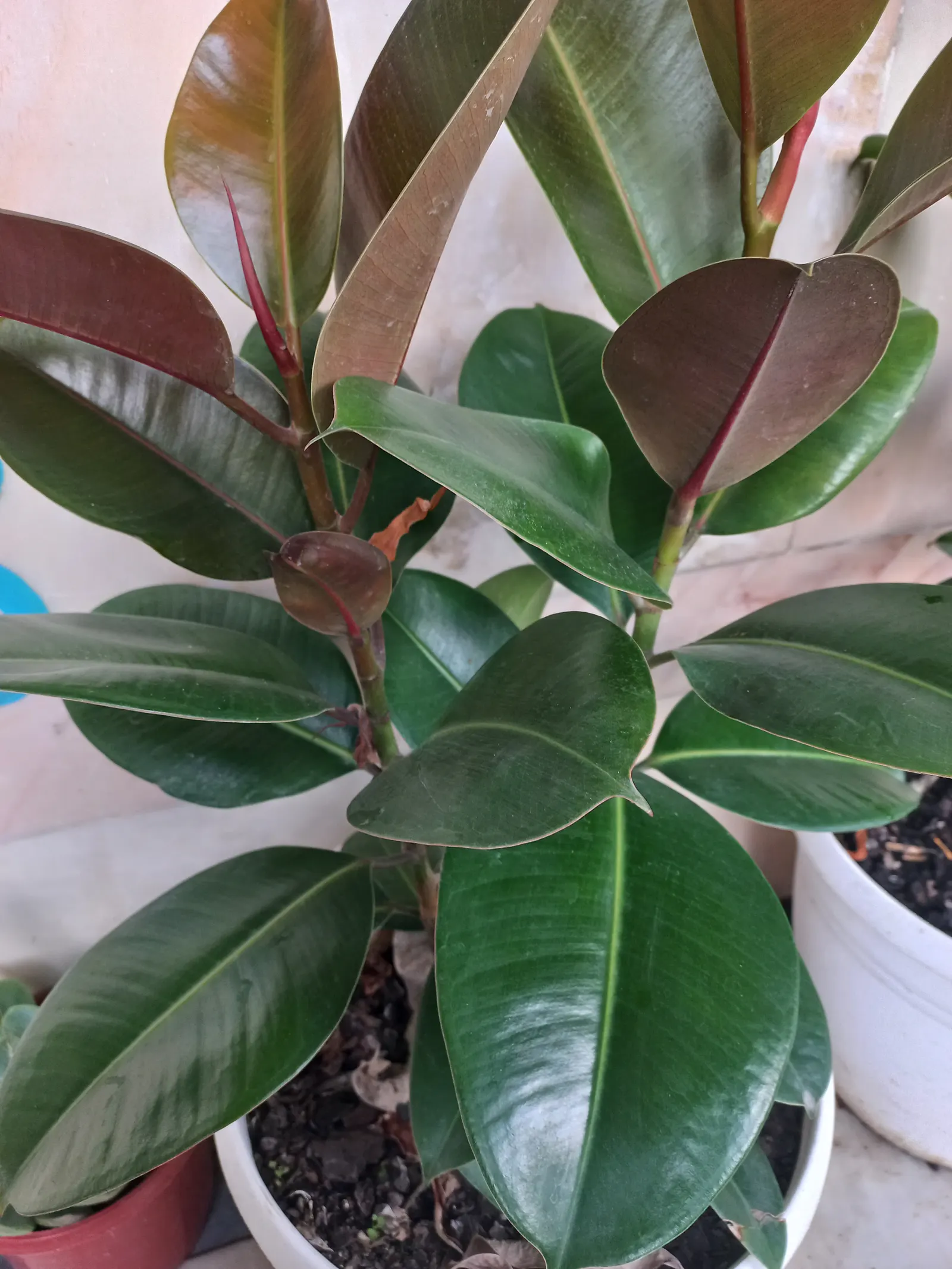 Rubber Plant, Rubber Tree (Ficus Elastica) — which can grow up to 12 inches long; glossy leaves are a deep green with a prominent central vein and can grow up