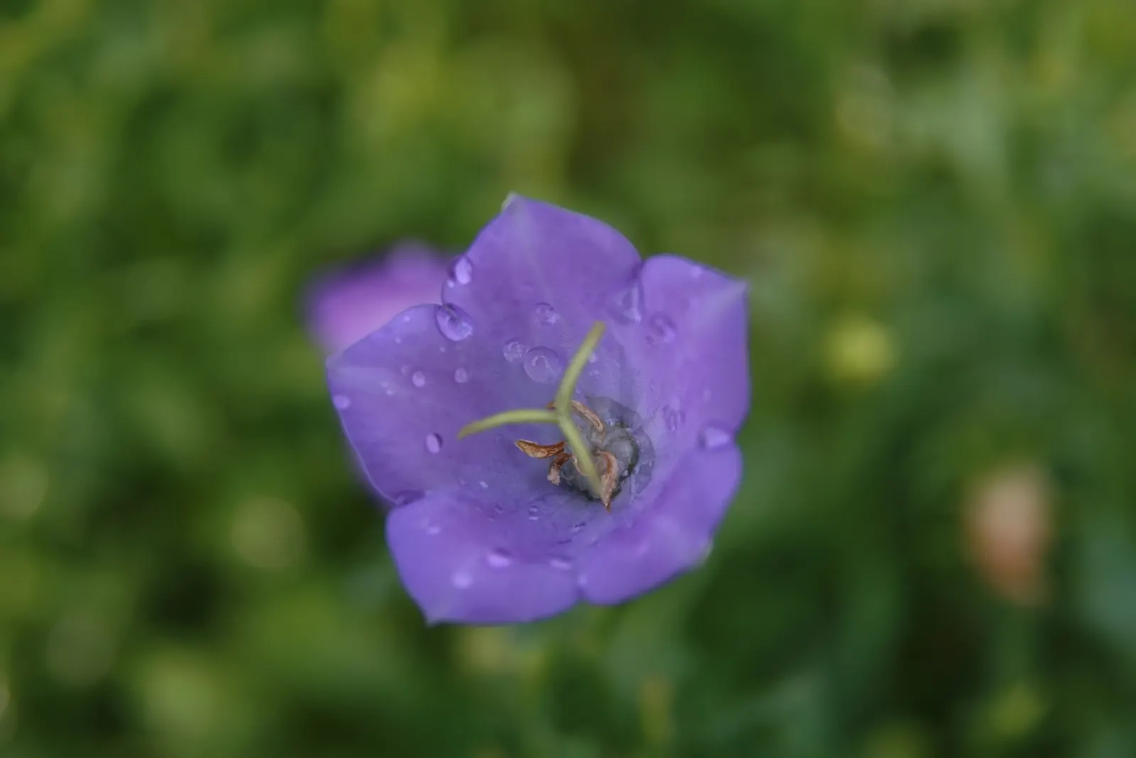 Tussock Bellflower (Campanula Carpatica) — This low-maintenance species thrives in full sun to partial shade and well-drained soil; or as an edging plant along