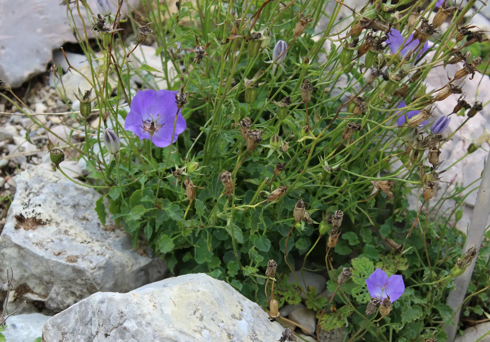 Tussock Bellflower (Campanula Carpatica) — blooming profusely from early to late summer; bell-shaped blue or white blooms atop compact