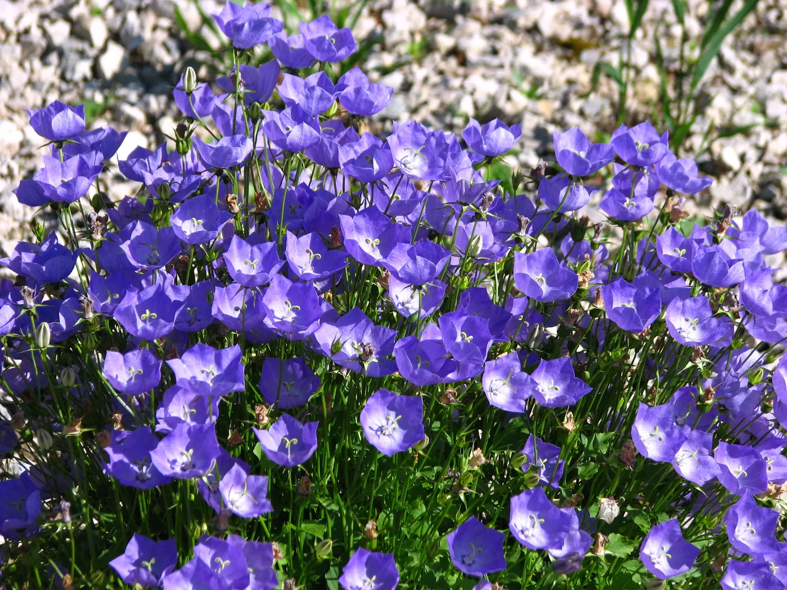 Tussock Bellflower (Campanula Carpatica) — this plant boasts a low-growing