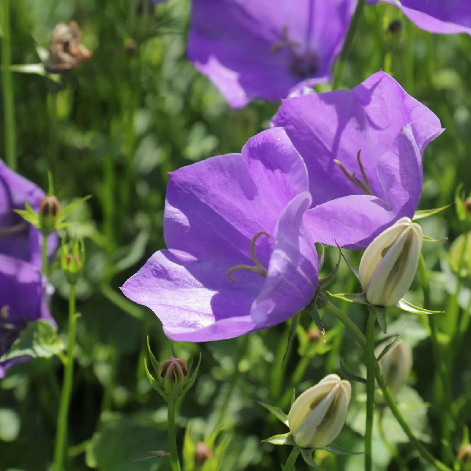 Tussock Bellflower (Campanula Carpatica) — each plant spanning 8-12 inches wide and reaching 6-12 inches tall
