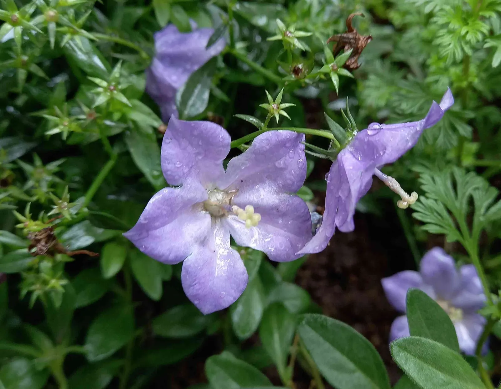 Tussock Bellflower (Campanula Carpatica) — from early June to late August