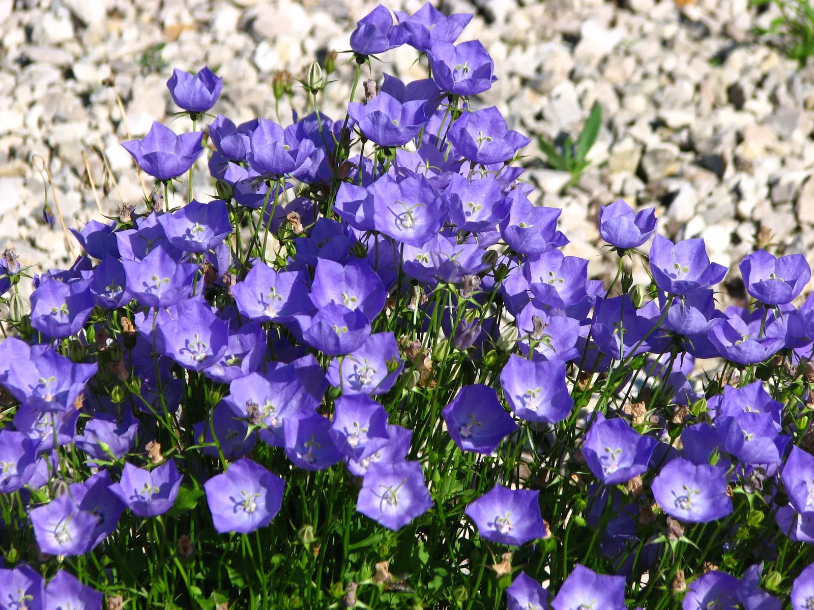 Tussock Bellflower (Campanula Carpatica) — bell-shaped blue or white blooms atop compact