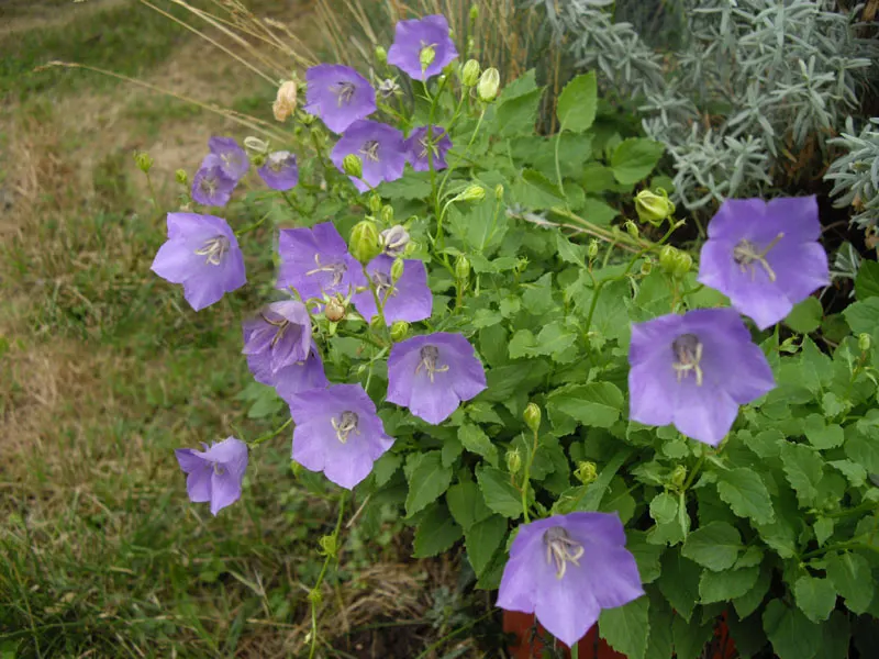 Tussock Bellflower (Campanula Carpatica) — scientifically known as Campanula carpatica