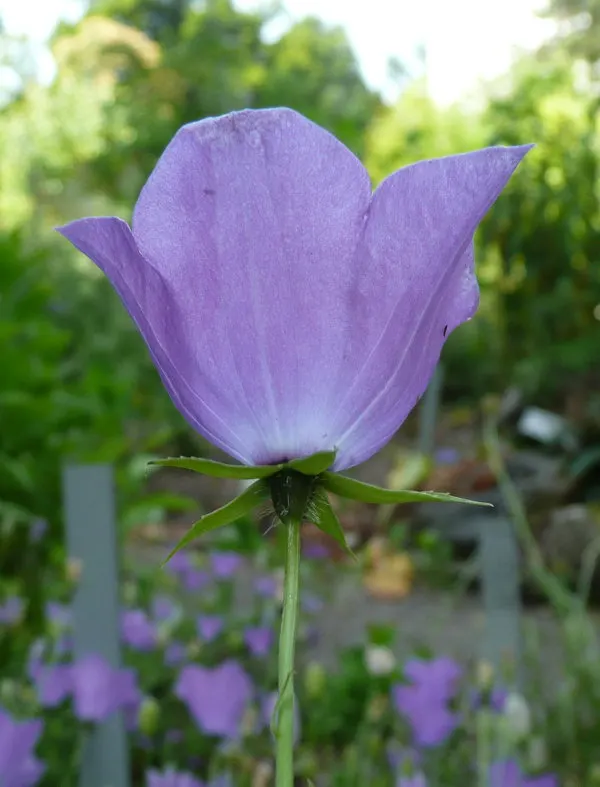 Tussock Bellflower (Campanula Carpatica) — making it easy to manage and maintain.<br><br>When integrated into landscape designs