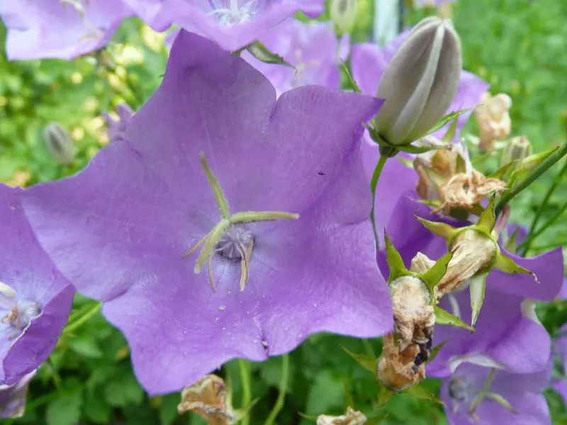 Tussock Bellflower (Campanula Carpatica) — or as an edging plant along pathways