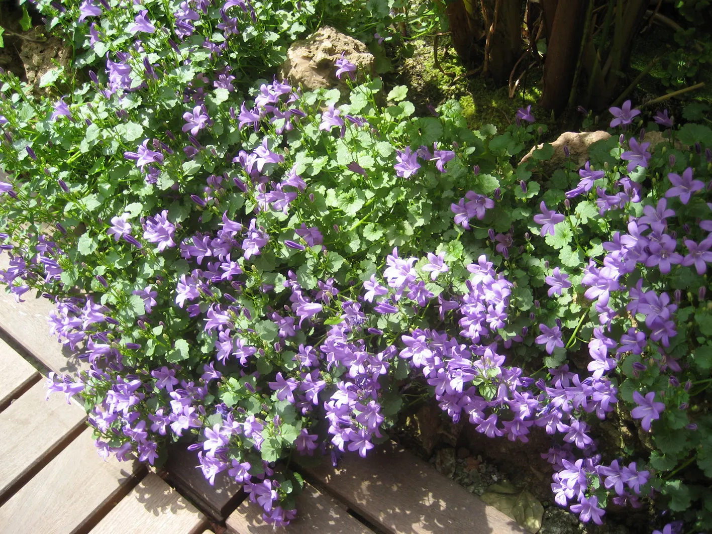 Tussock Bellflower (Campanula Carpatica) — cup-shaped flowers that bloom in an array of hues including lavender