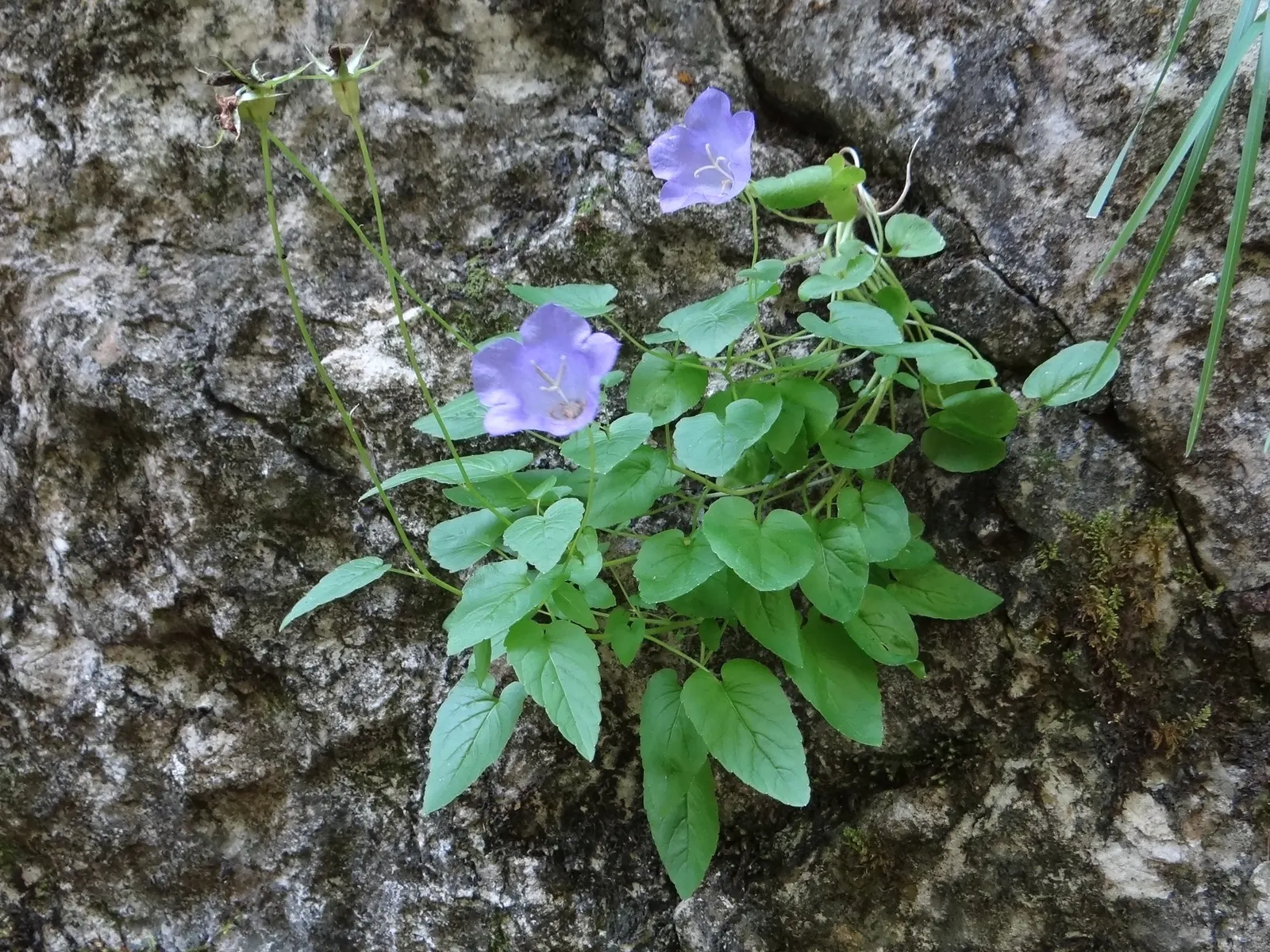 Tussock Bellflower (Campanula Carpatica) — It also enjoys a moderate growth rate