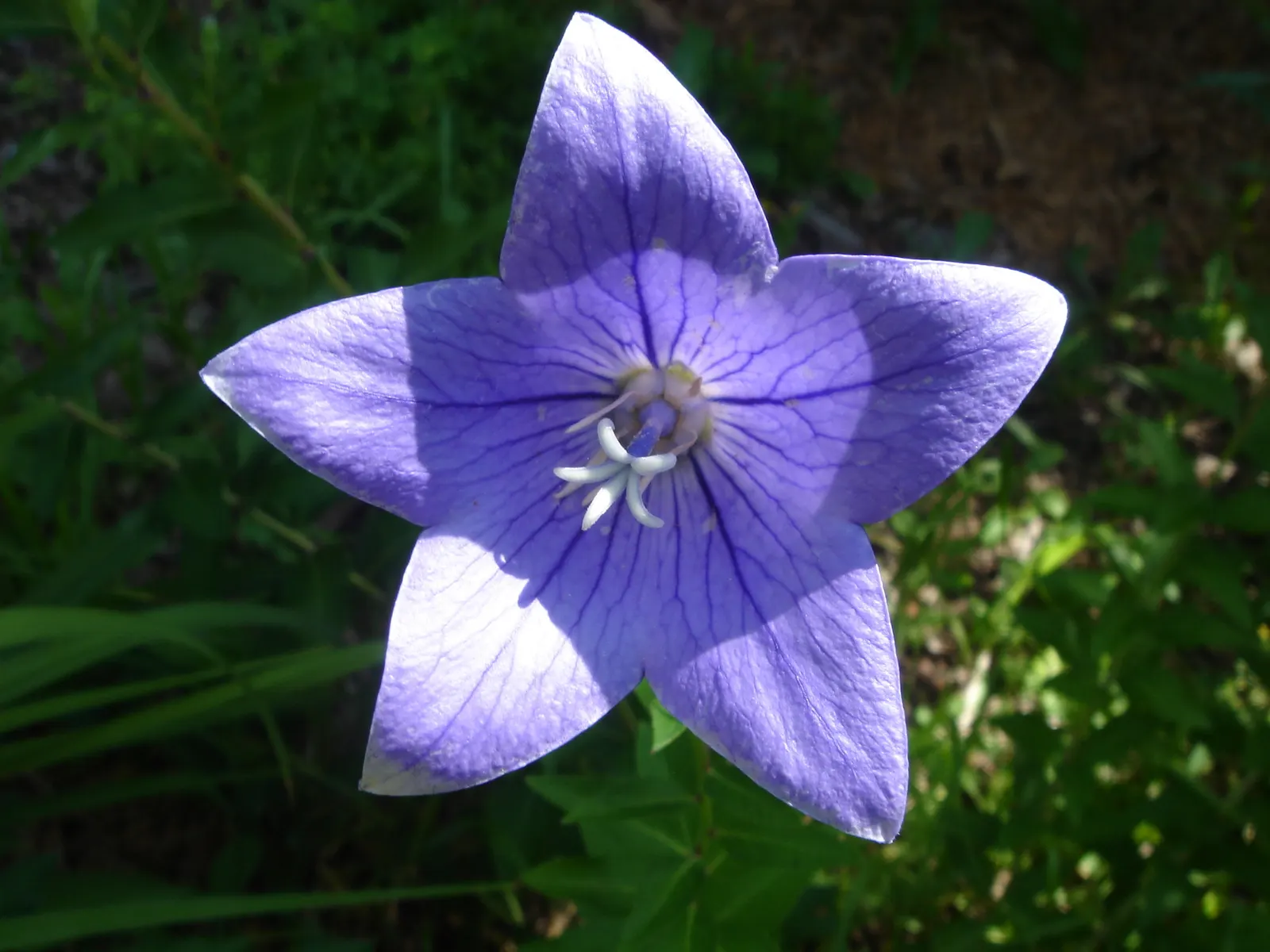 Tussock Bellflower (Campanula Carpatica) — the Tussock Bellflower is a reliable bloomer throughout the summer months