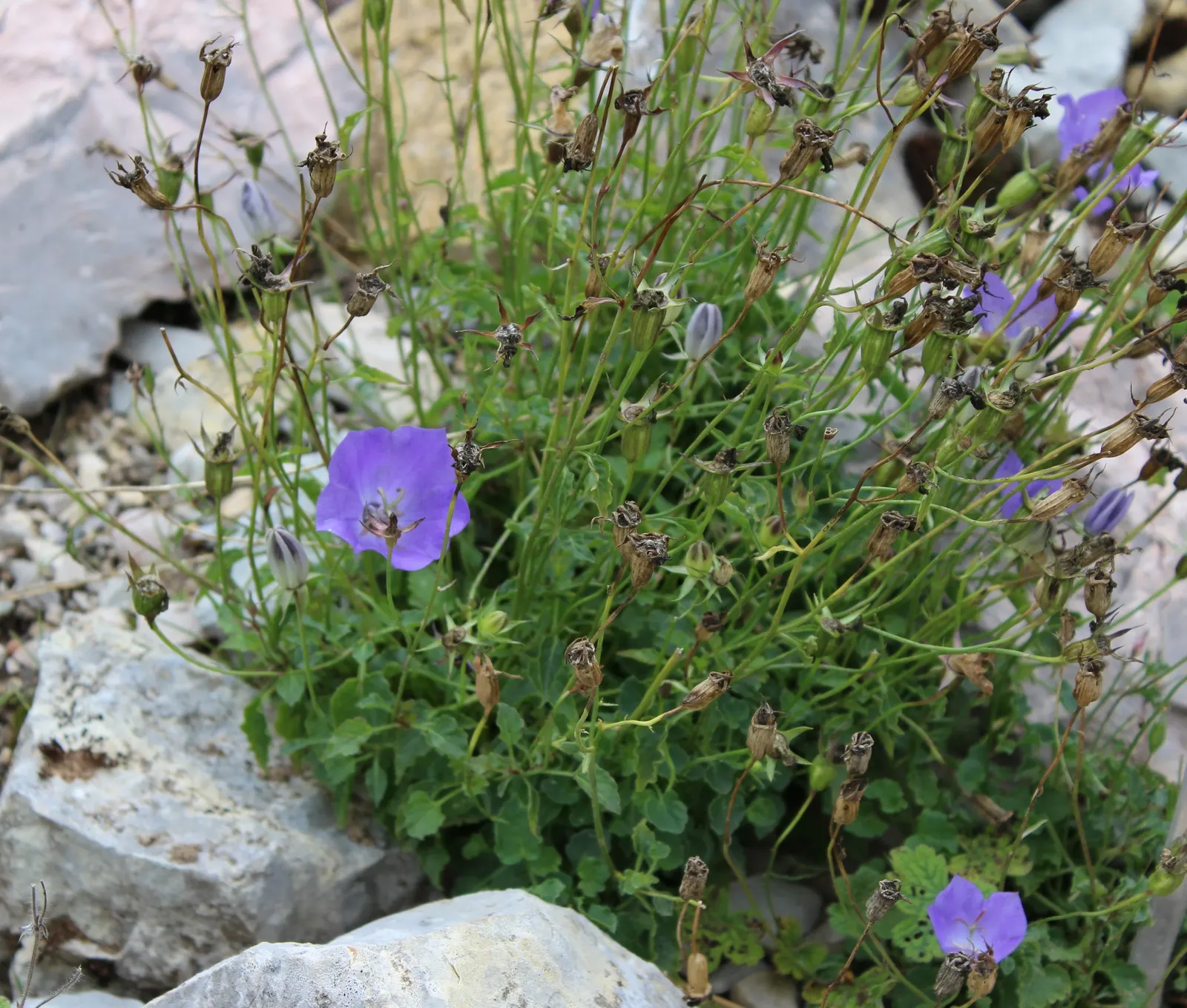 Tussock Bellflower (Campanula Carpatica) — ground cover / perennial with blue blooms