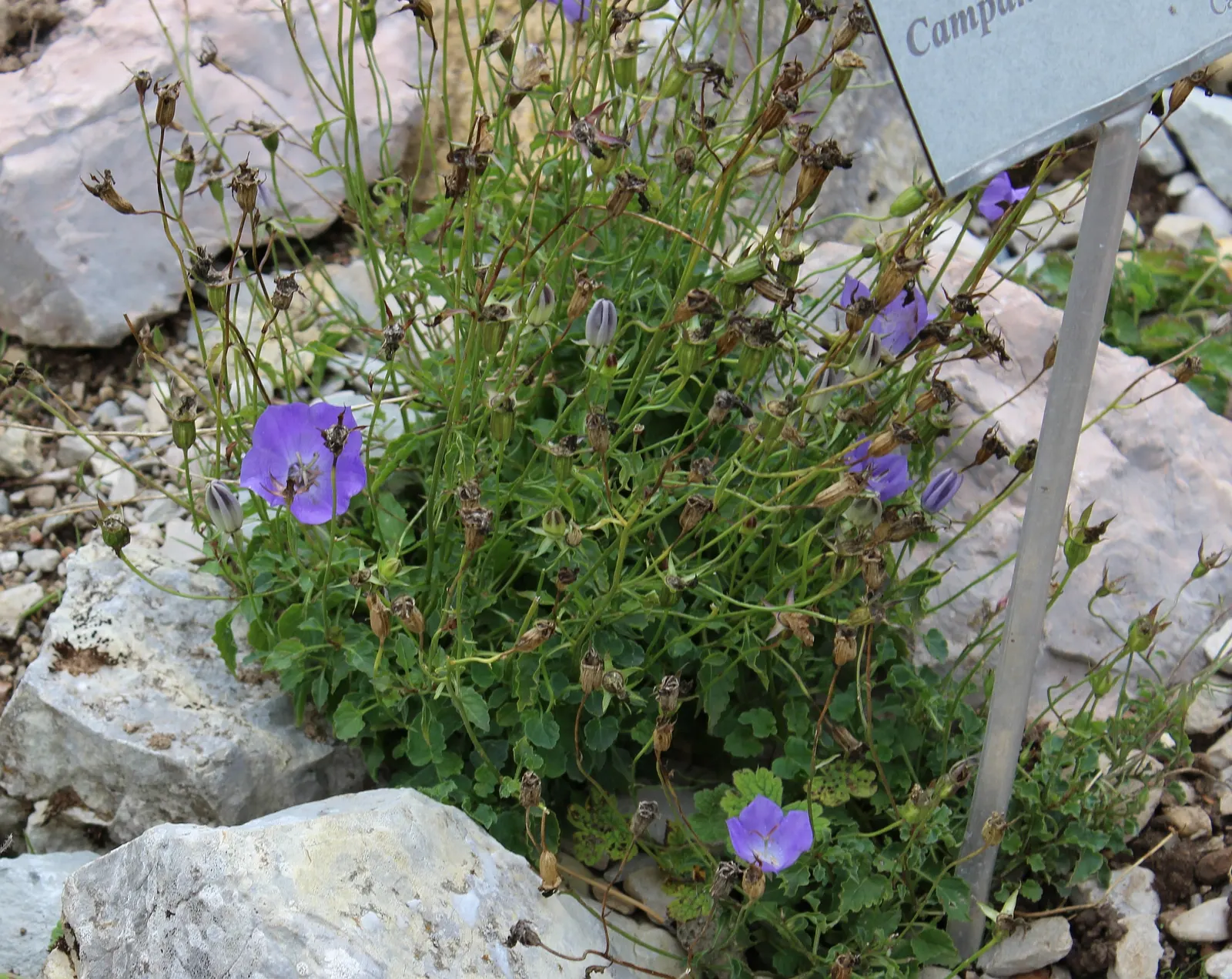 Tussock Bellflower (Campanula Carpatica) — heart-shaped leaves.<br><br>This versatile species prefers well-drained