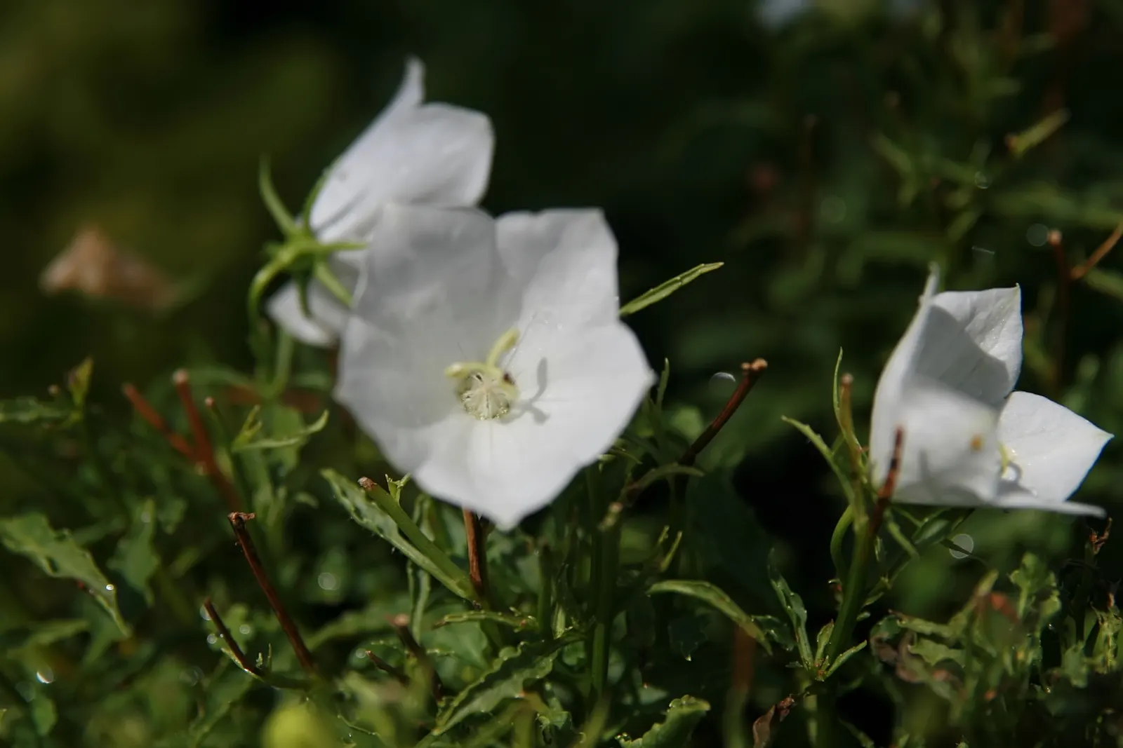 Tussock Bellflower (Campanula Carpatica) — each plant spanning 8-12 inches wide and reaching 6-12 inches tall; thriving in full sun to partial shade