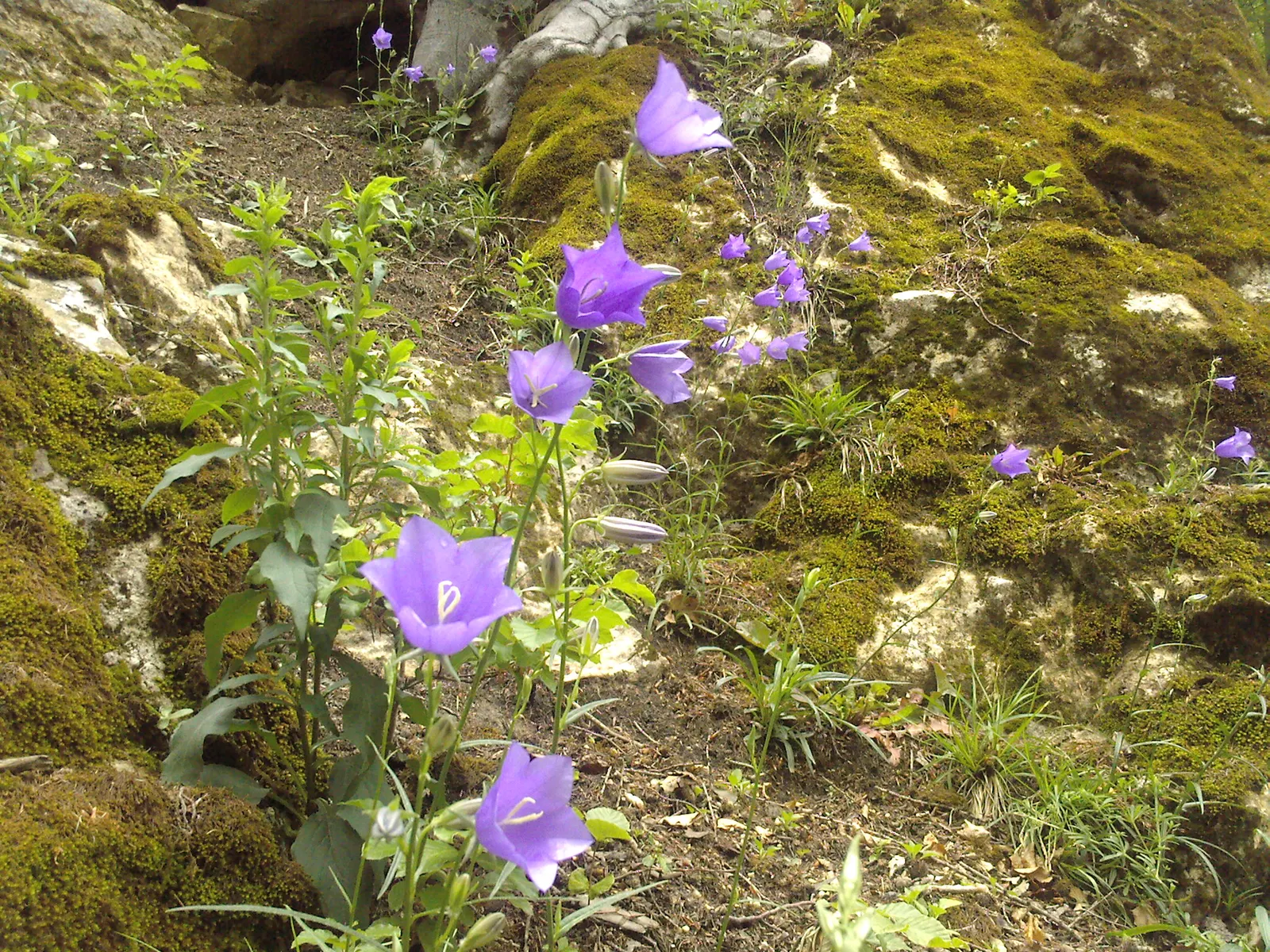 Tussock Bellflower (Campanula Carpatica) — is an enchanting perennial that brings a delicate charm to any garden it adorns