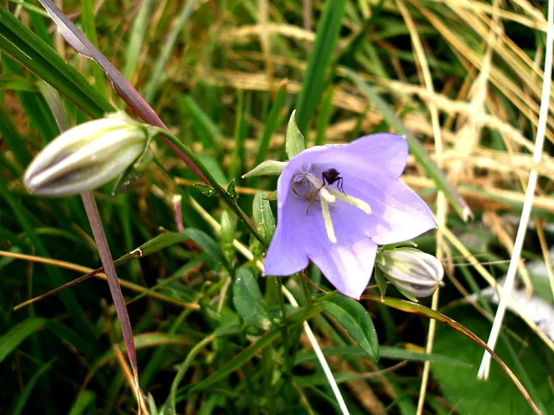 Tussock Bellflower (Campanula Carpatica) — cup-shaped flowers that bloom in an array of hues including lavender; each bloom spans about 2 inches in diameter