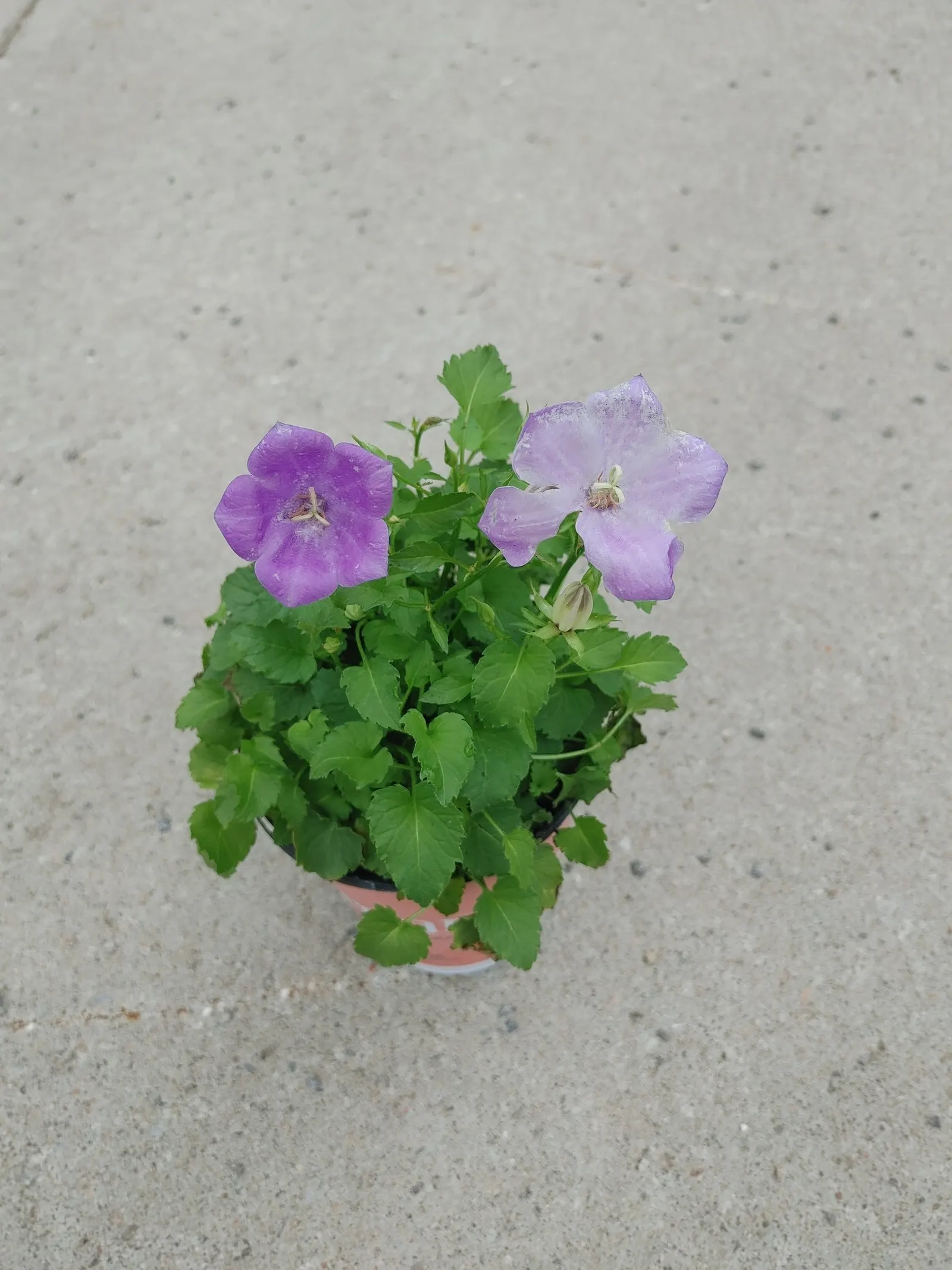 Tussock Bellflower (Campanula Carpatica) — Hardy in Zones 3-7, it's an excellent ground cover or border accent; flourishing in USDA hardiness zones 3 through 7