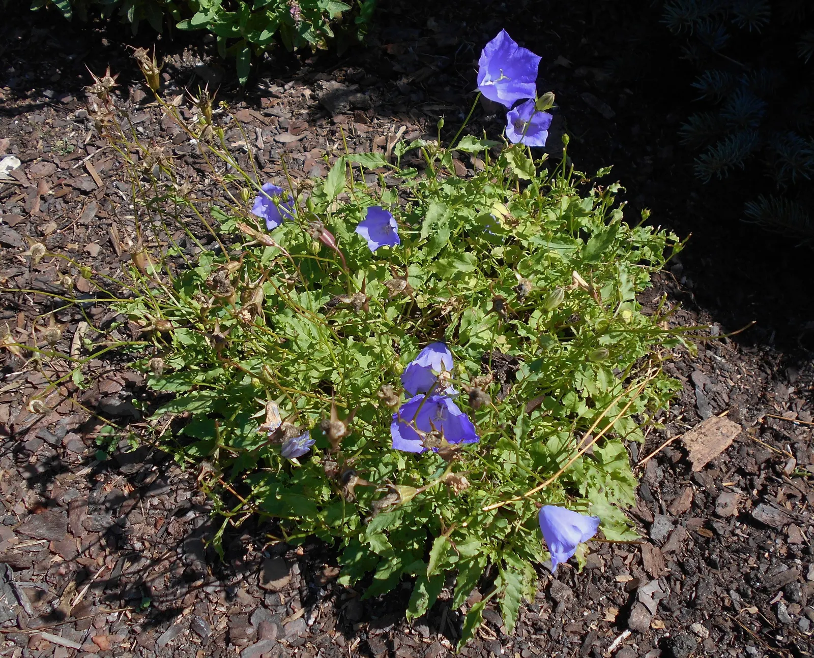Tussock Bellflower (Campanula Carpatica) — a charming addition to rock gardens