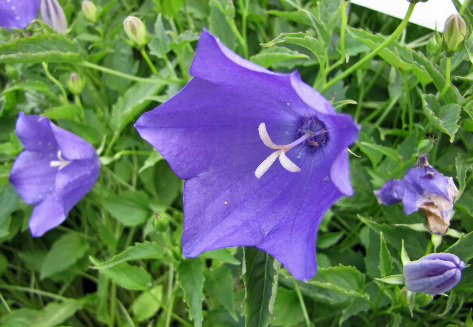 Tussock Bellflower (Campanula Carpatica) — Its mounding habit and plentiful blossoms attract pollinators, enhancing the biodiversity of the garden