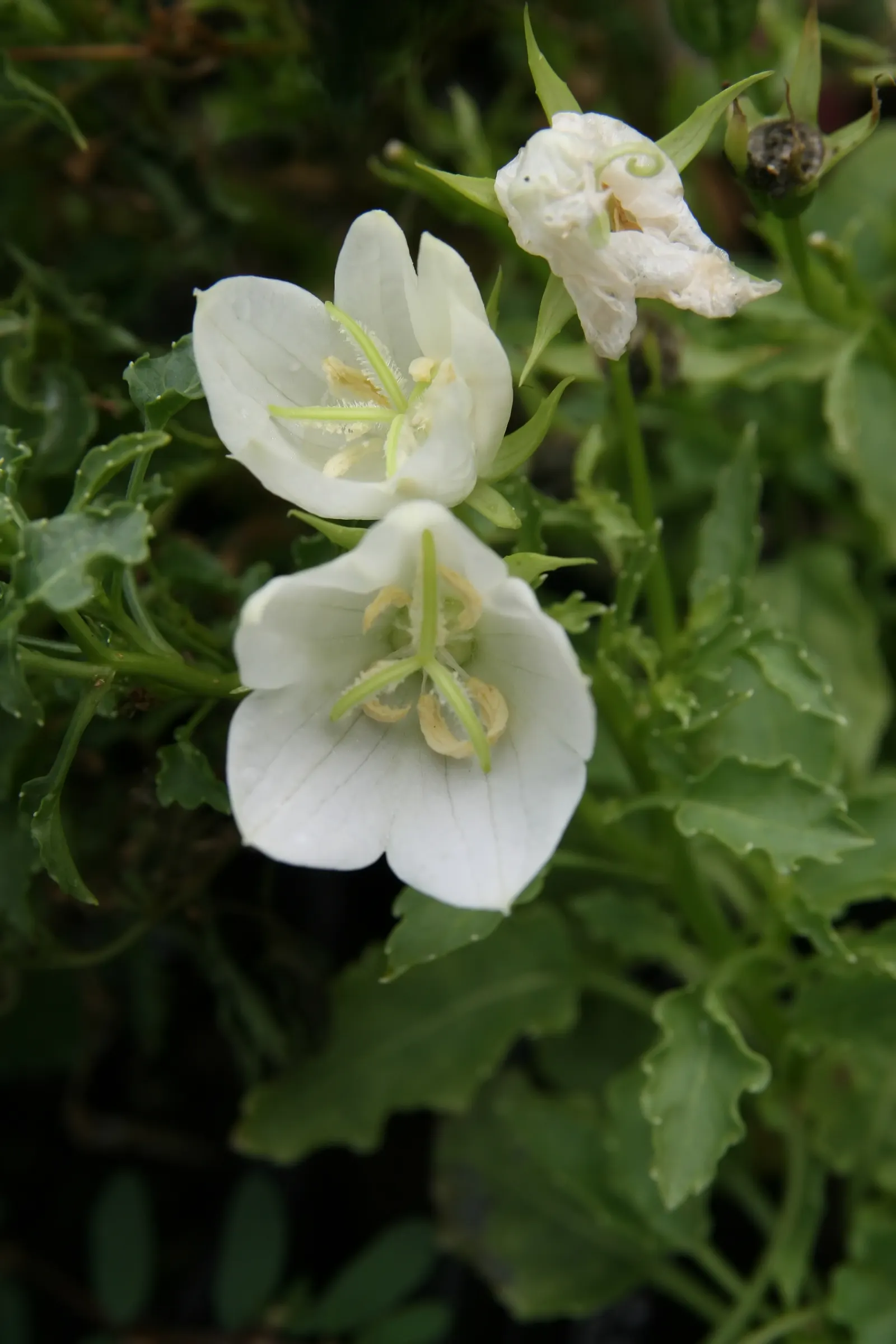 Tussock Bellflower (Campanula Carpatica) — The Tussock Bellflower, Campanula carpatica, is a charming perennial suited for edges and rock gardens; this