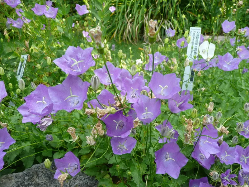 Tussock Bellflower (Campanula Carpatica) — Campanula carpatica can serve as an excellent ground cover