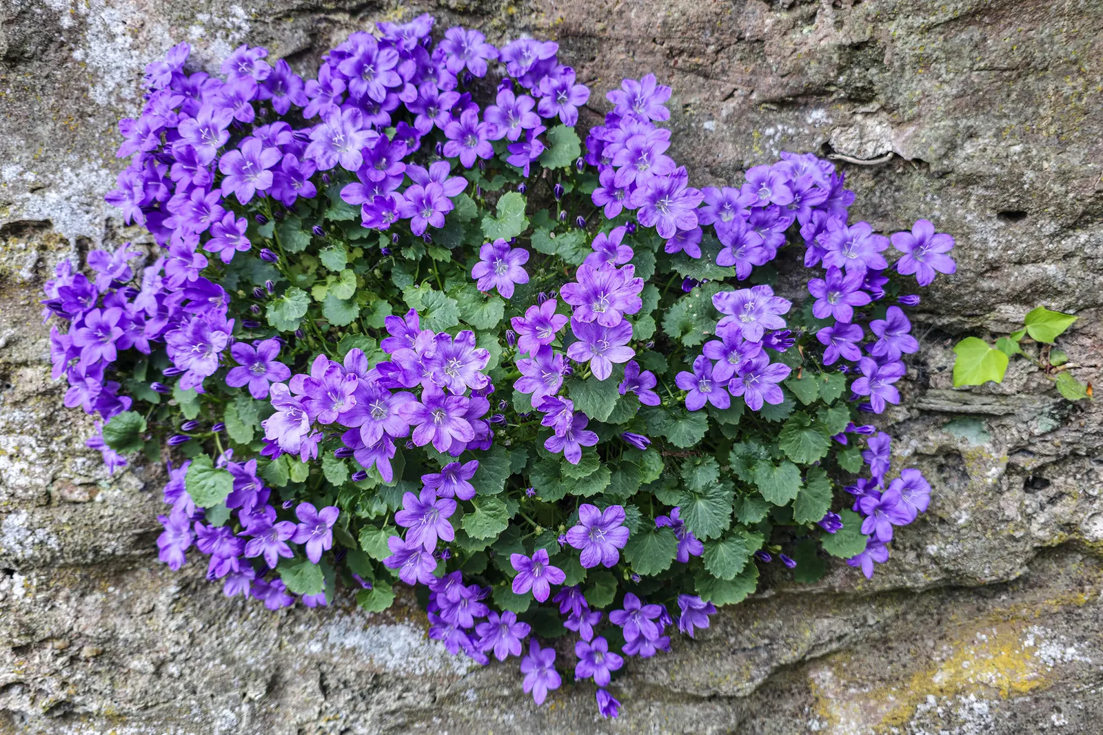 Tussock Bellflower (Campanula Carpatica) — bell-shaped blue or white blooms atop compact; cup-shaped flowers that bloom in an array of hues including lavender