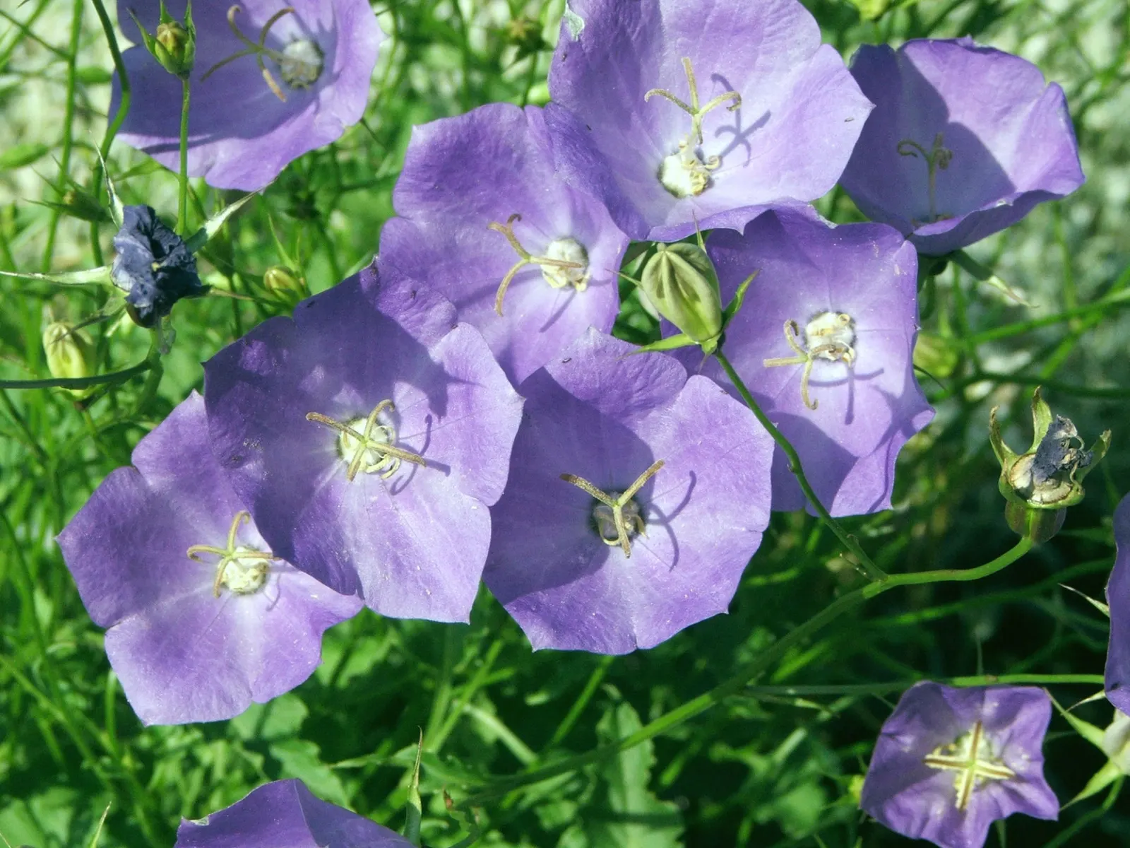 Tussock Bellflower (Campanula Carpatica) — The Tussock Bellflower, Campanula carpatica, is a charming perennial suited for edges and rock gardens