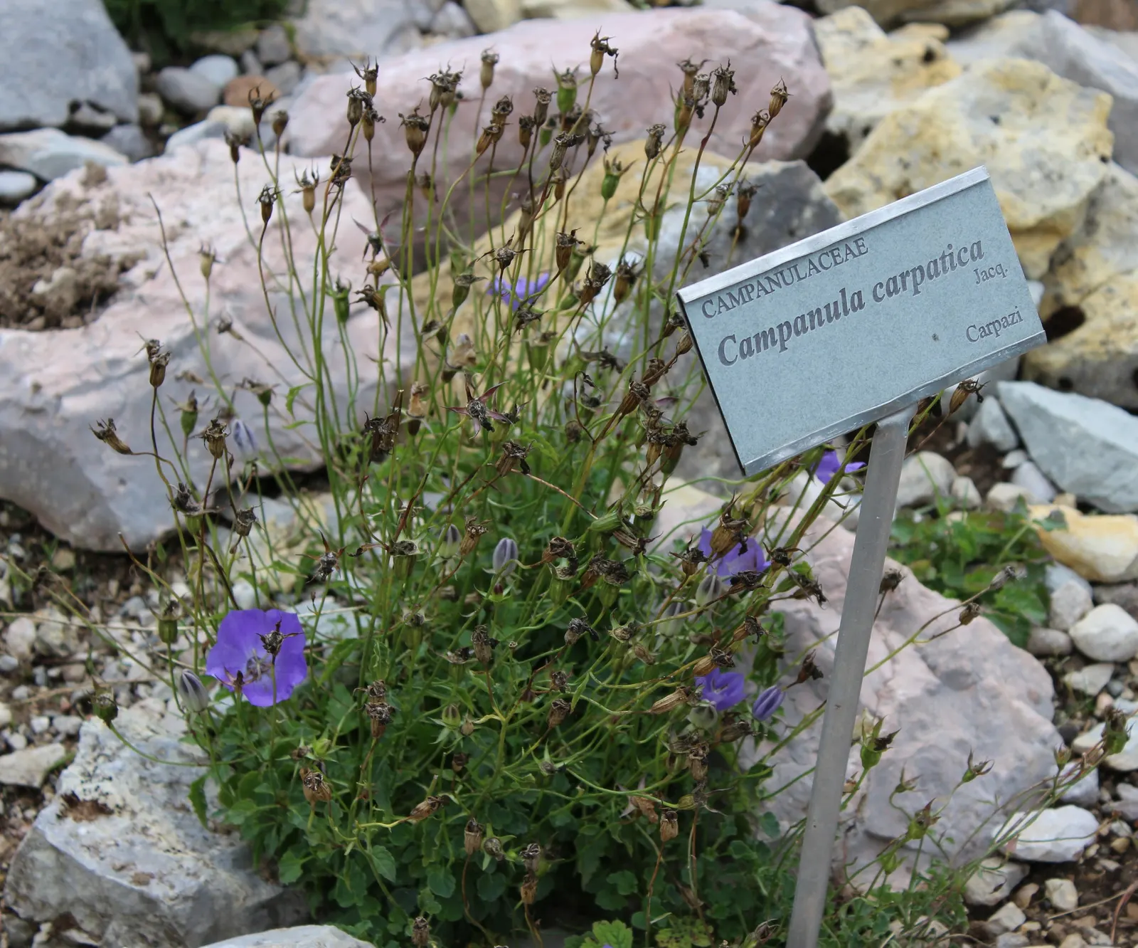 Tussock Bellflower (Campanula Carpatica) — is an enchanting perennial that brings a delicate charm to any garden it adorns; campanula carpatica can serve as an