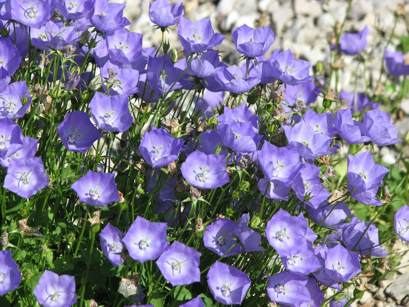 Tussock Bellflower (Campanula Carpatica) — blooming profusely from early to late summer