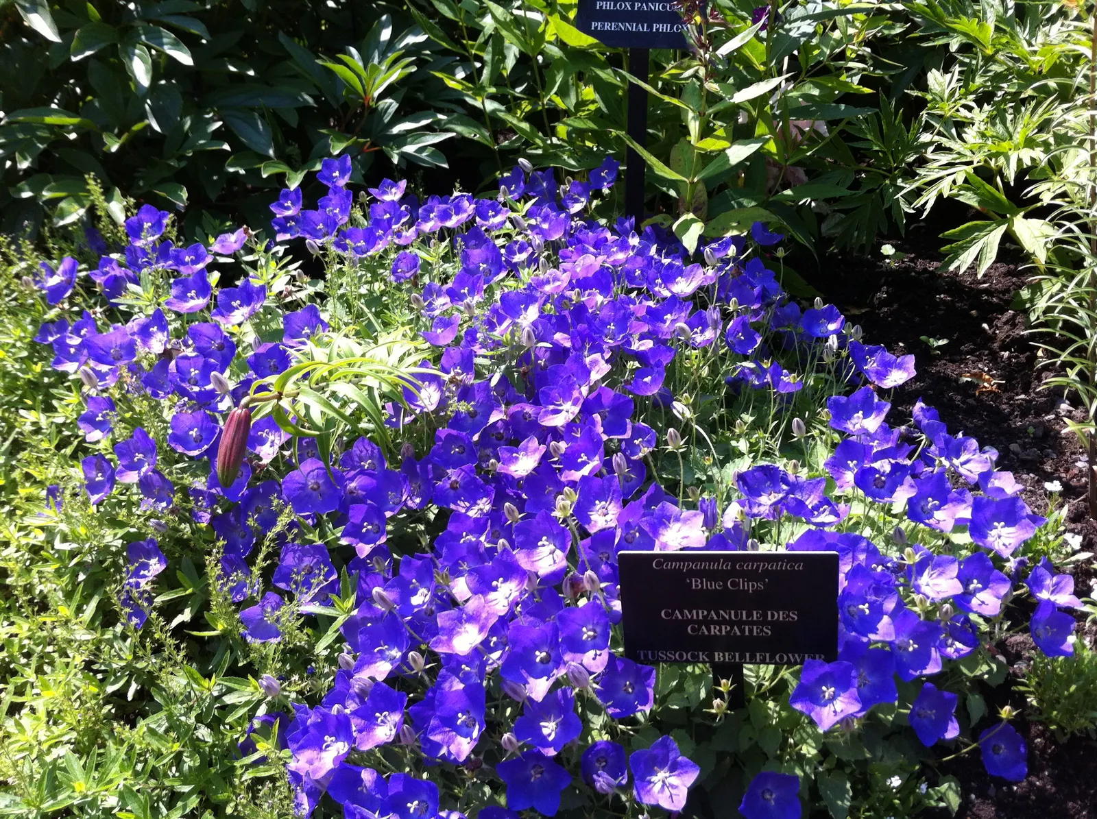 Tussock Bellflower (Campanula Carpatica) — Flourishing in USDA hardiness zones 3 through 7