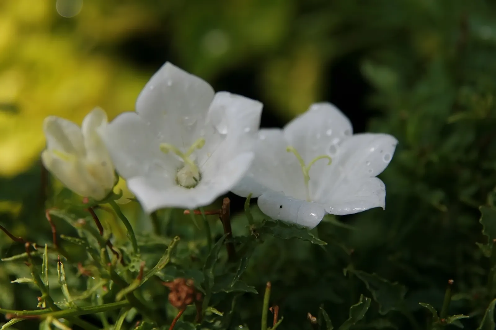 Tussock Bellflower (Campanula Carpatica) — blue flowers in the garden