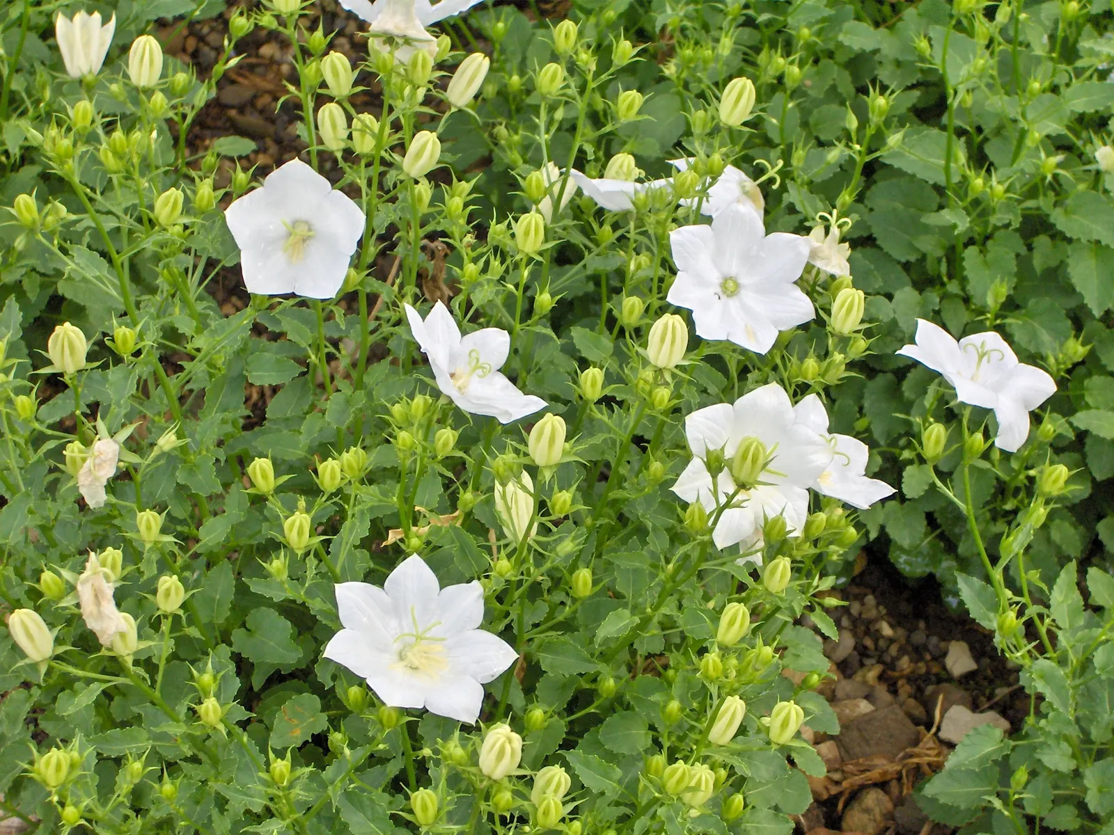 Tussock Bellflower (Campanula Carpatica) — With its compact size and ornamental value