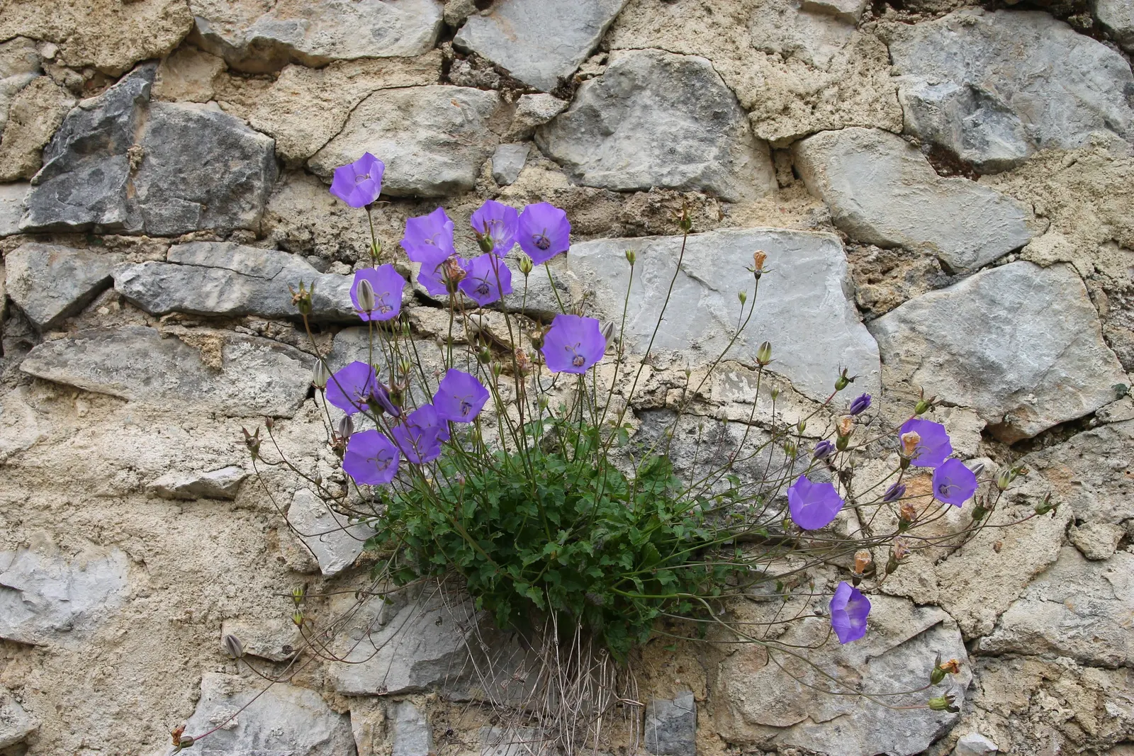 Tussock Bellflower (Campanula Carpatica) — Hardy in Zones 3-7, it's an excellent ground cover or border accent