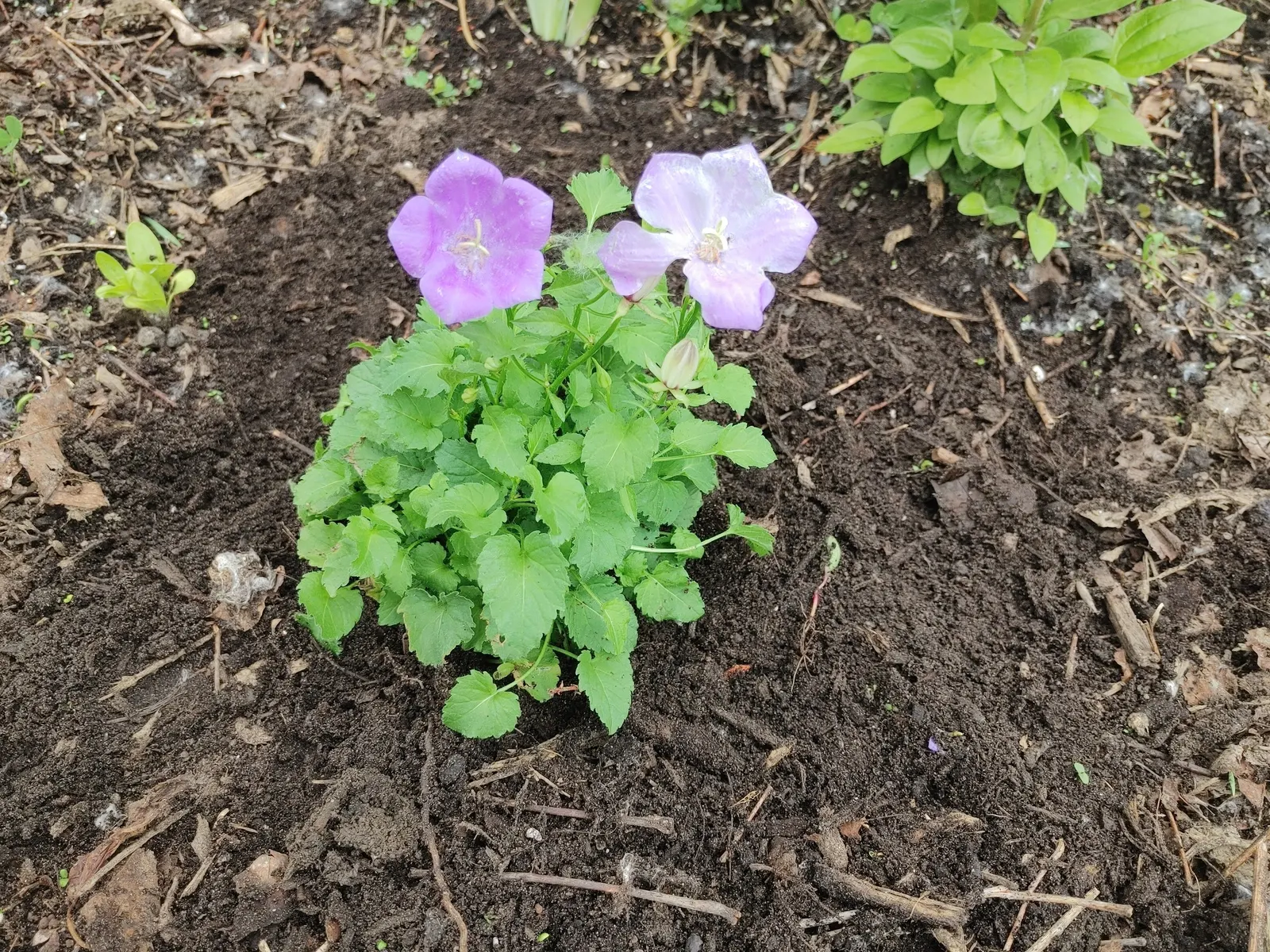 Tussock Bellflower (Campanula Carpatica) — This low-maintenance species thrives in full sun to partial shade and well-drained soil
