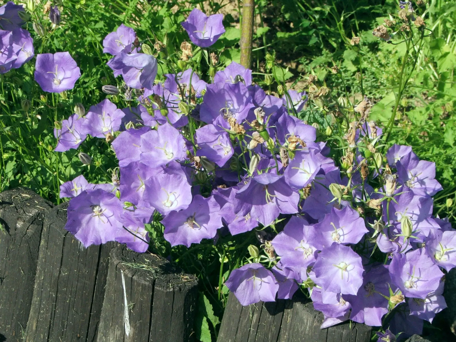 Tussock Bellflower (Campanula Carpatica) — ground cover / perennial for full or half or shade