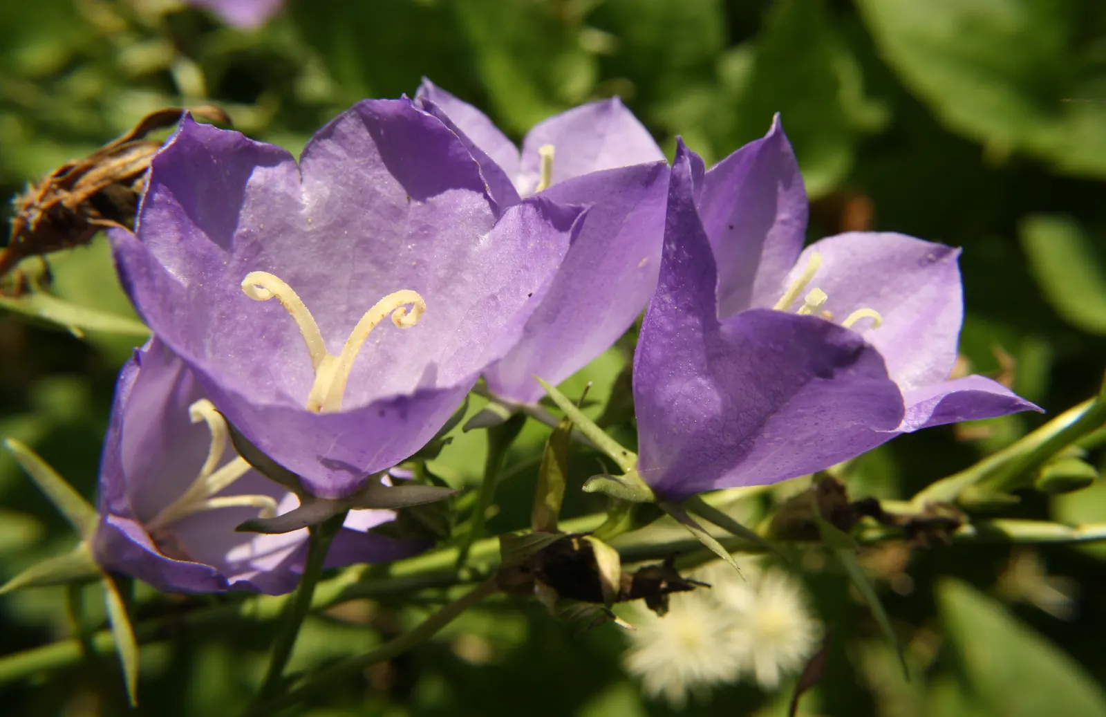 Tussock Bellflower (Campanula Carpatica) — thriving in full sun to partial shade