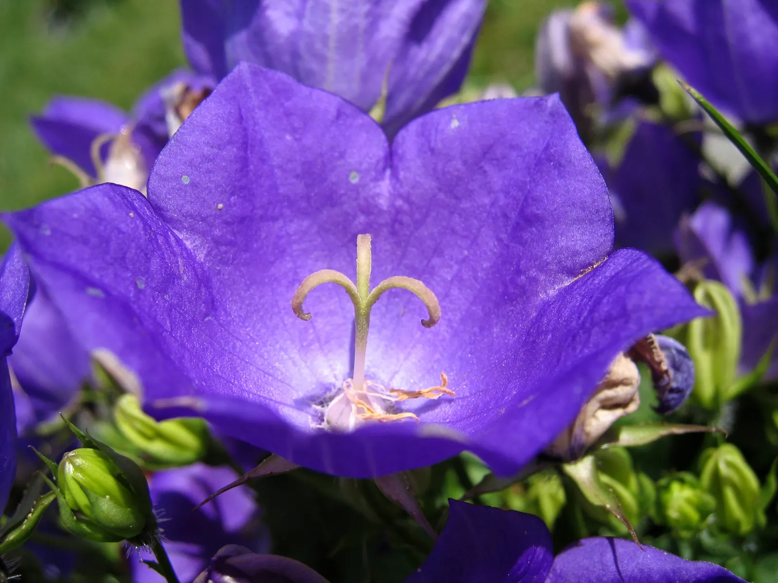 Tussock Bellflower (Campanula Carpatica) — Each bloom spans about 2 inches in diameter